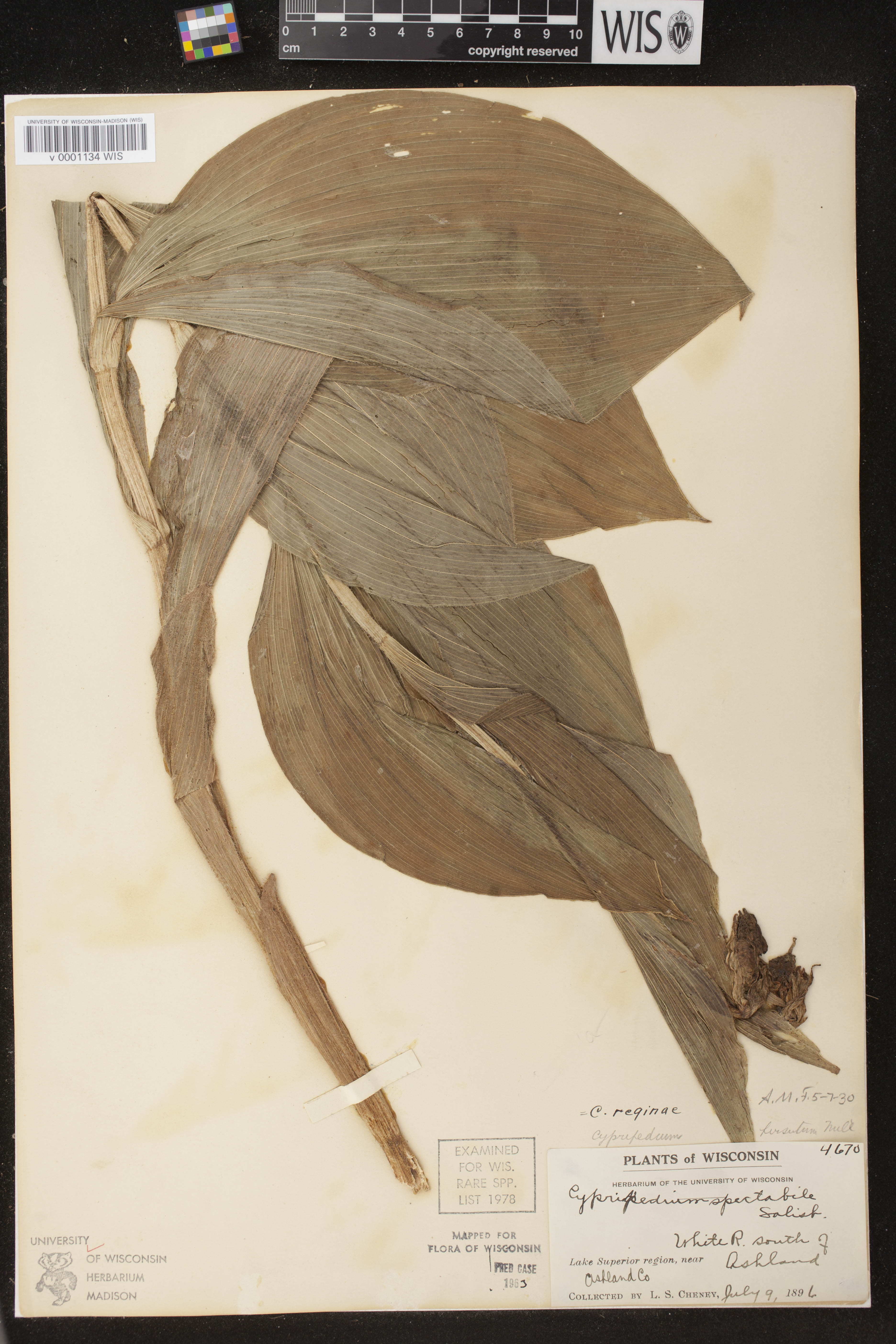Cypripedium reginae image