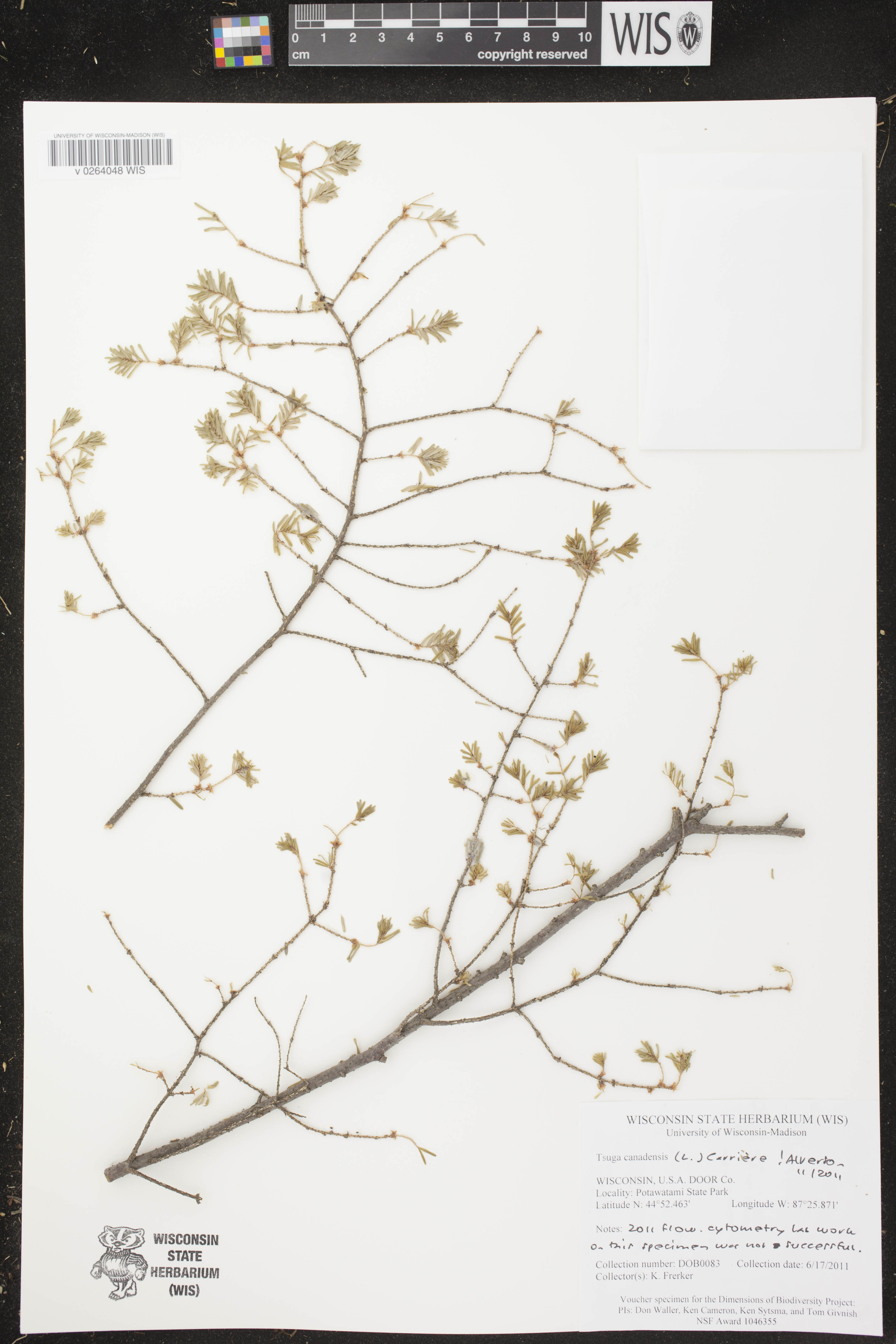 Tsuga canadensis image
