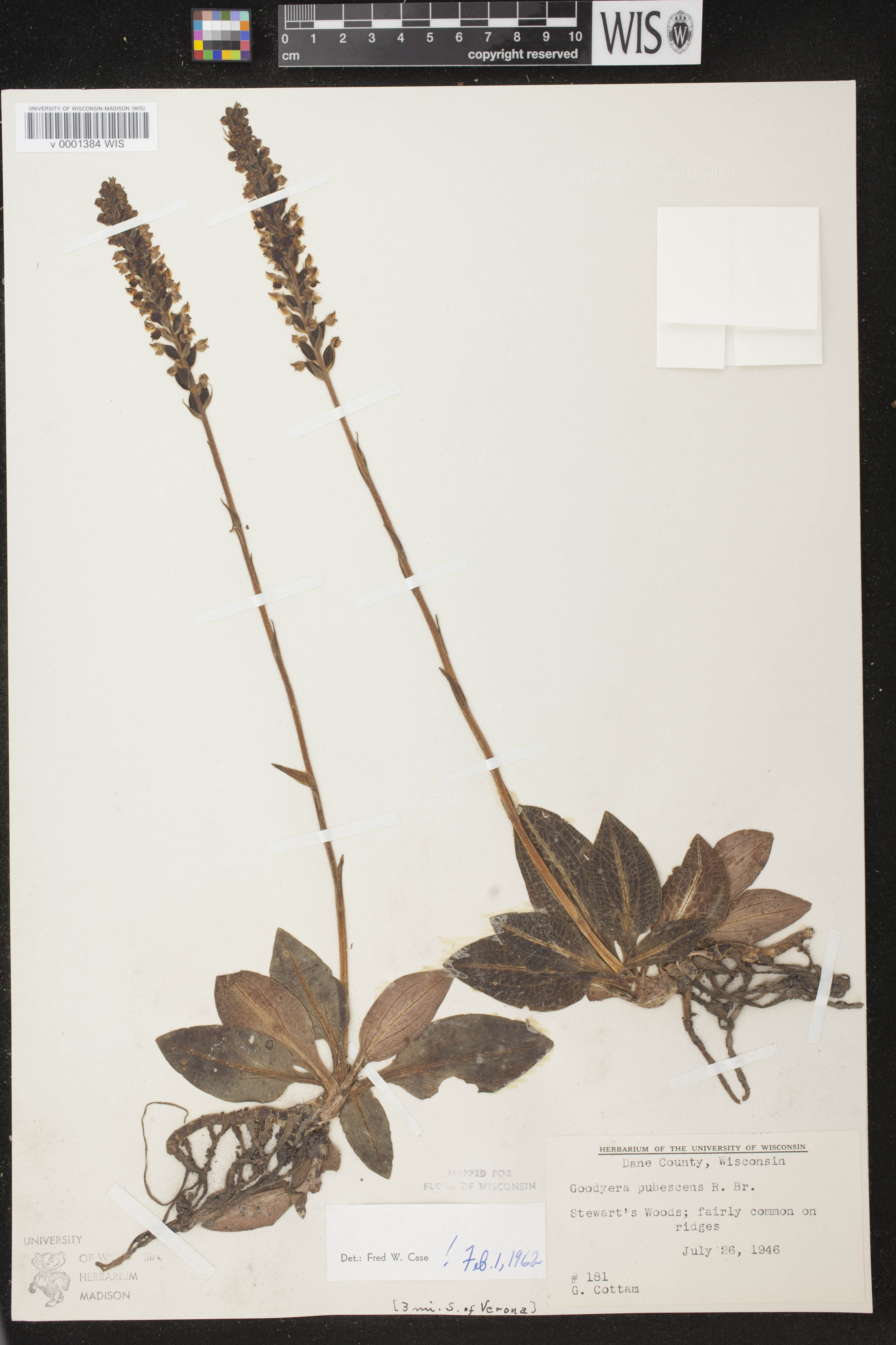 Goodyera pubescens image