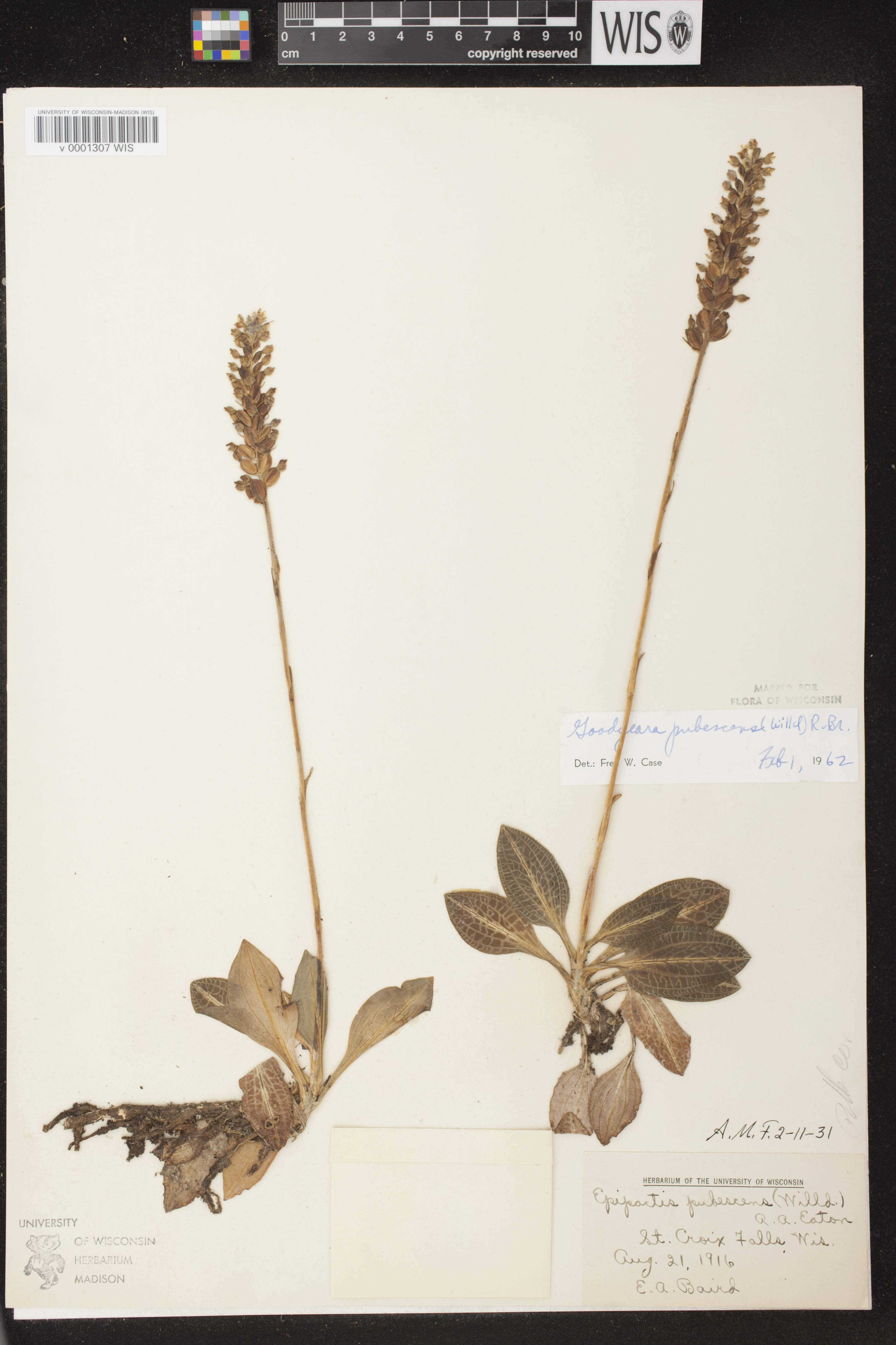 Goodyera pubescens image