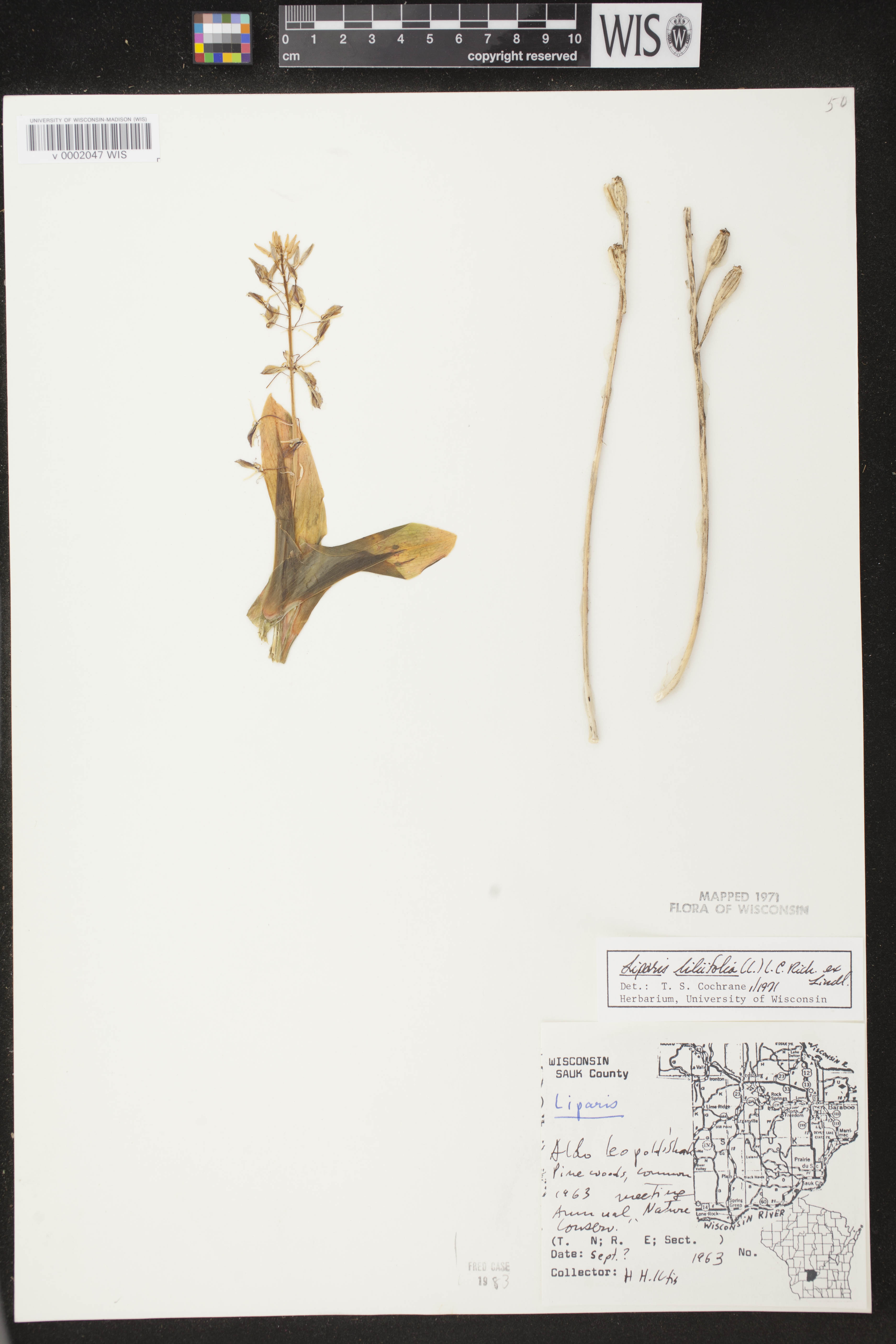 Liparis liliifolia image