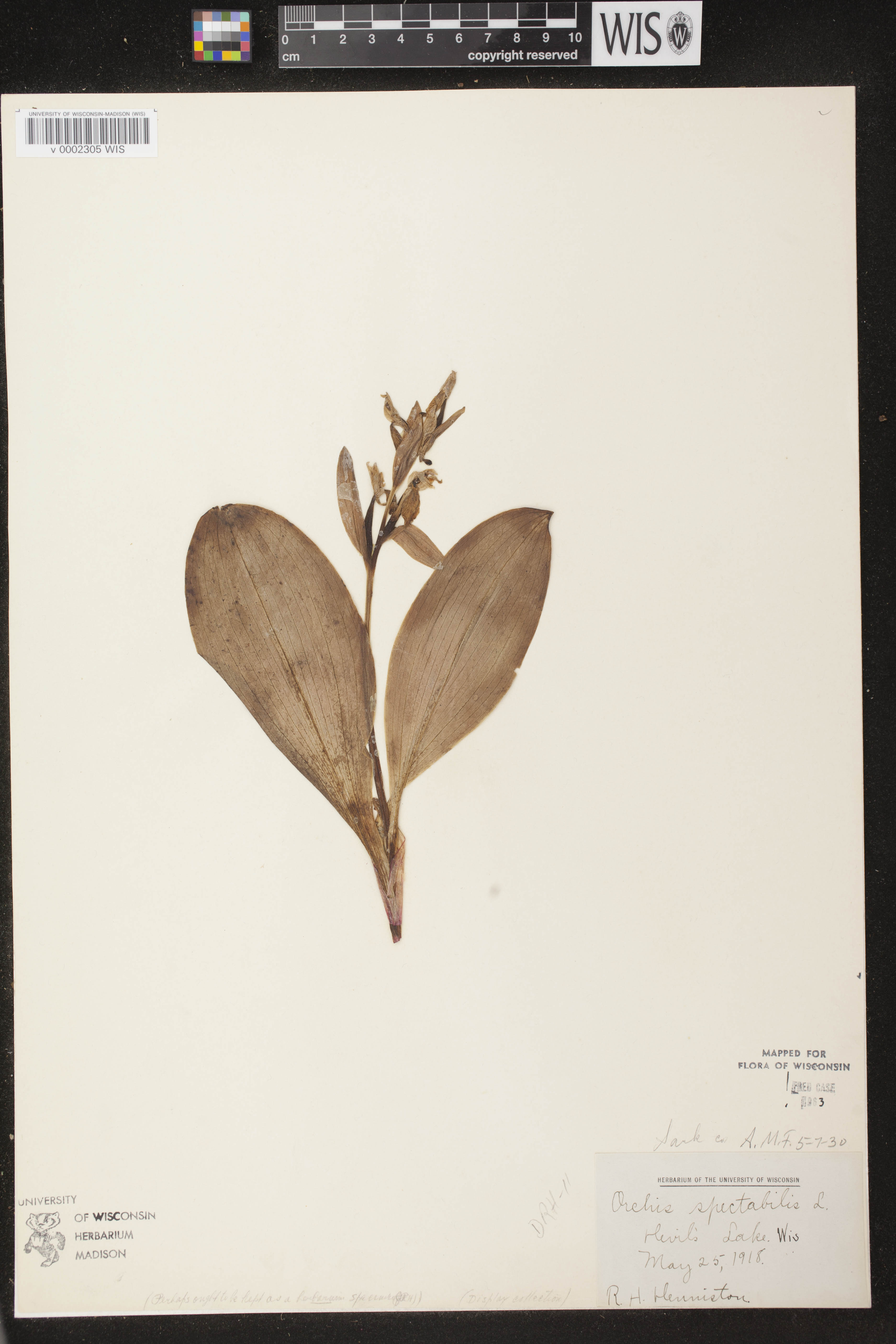Galearis spectabilis image