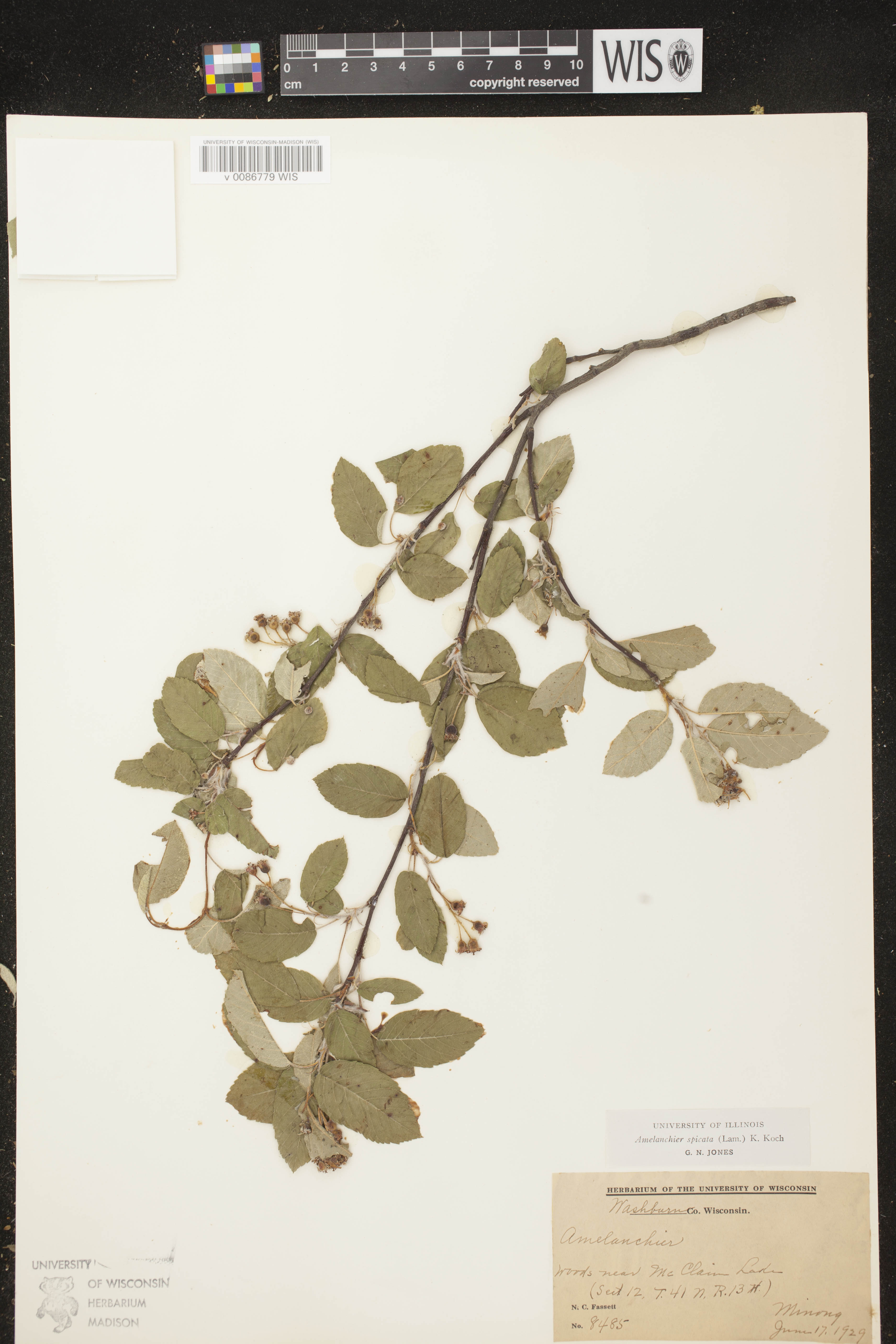 Amelanchier spicata image