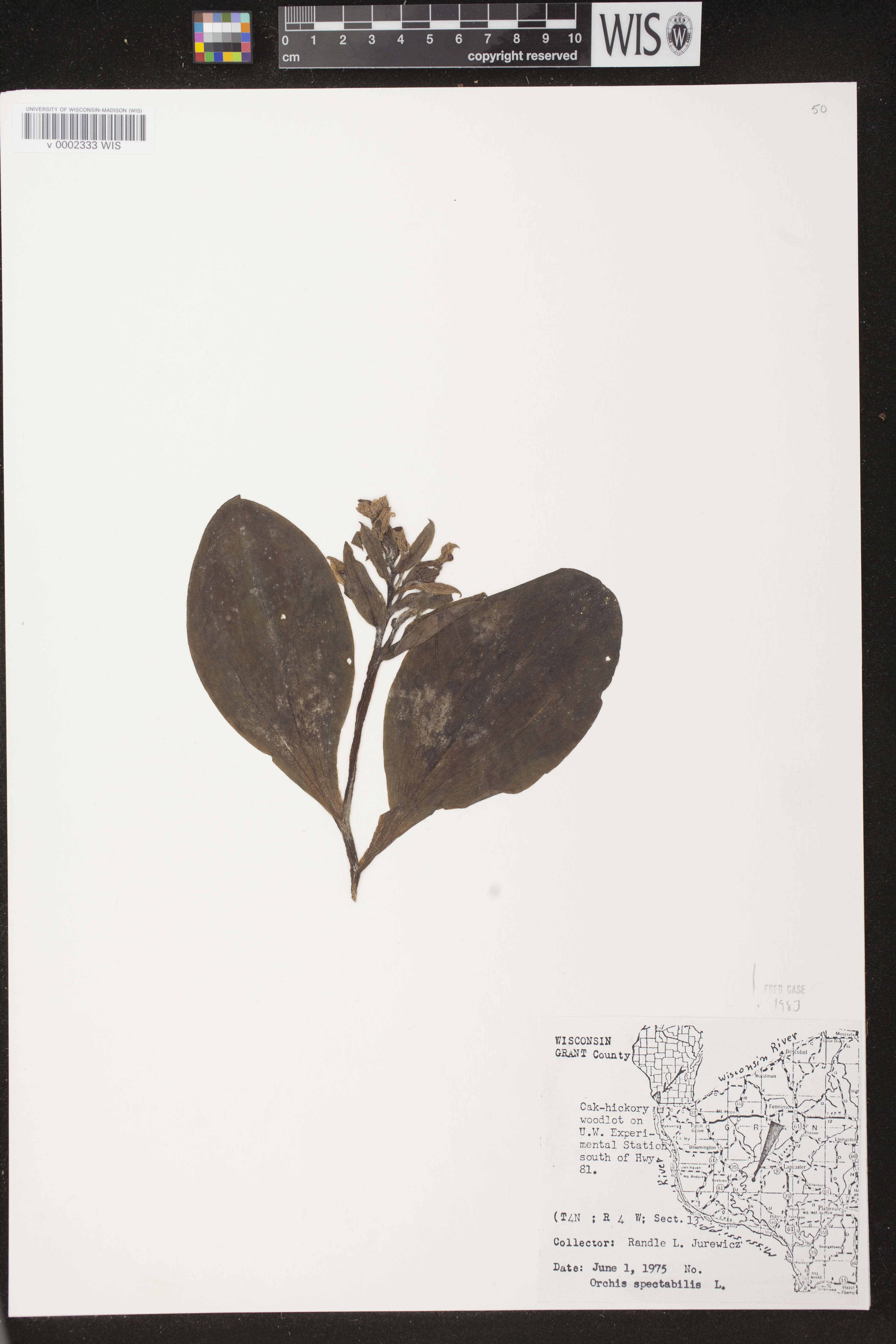 Galearis spectabilis image