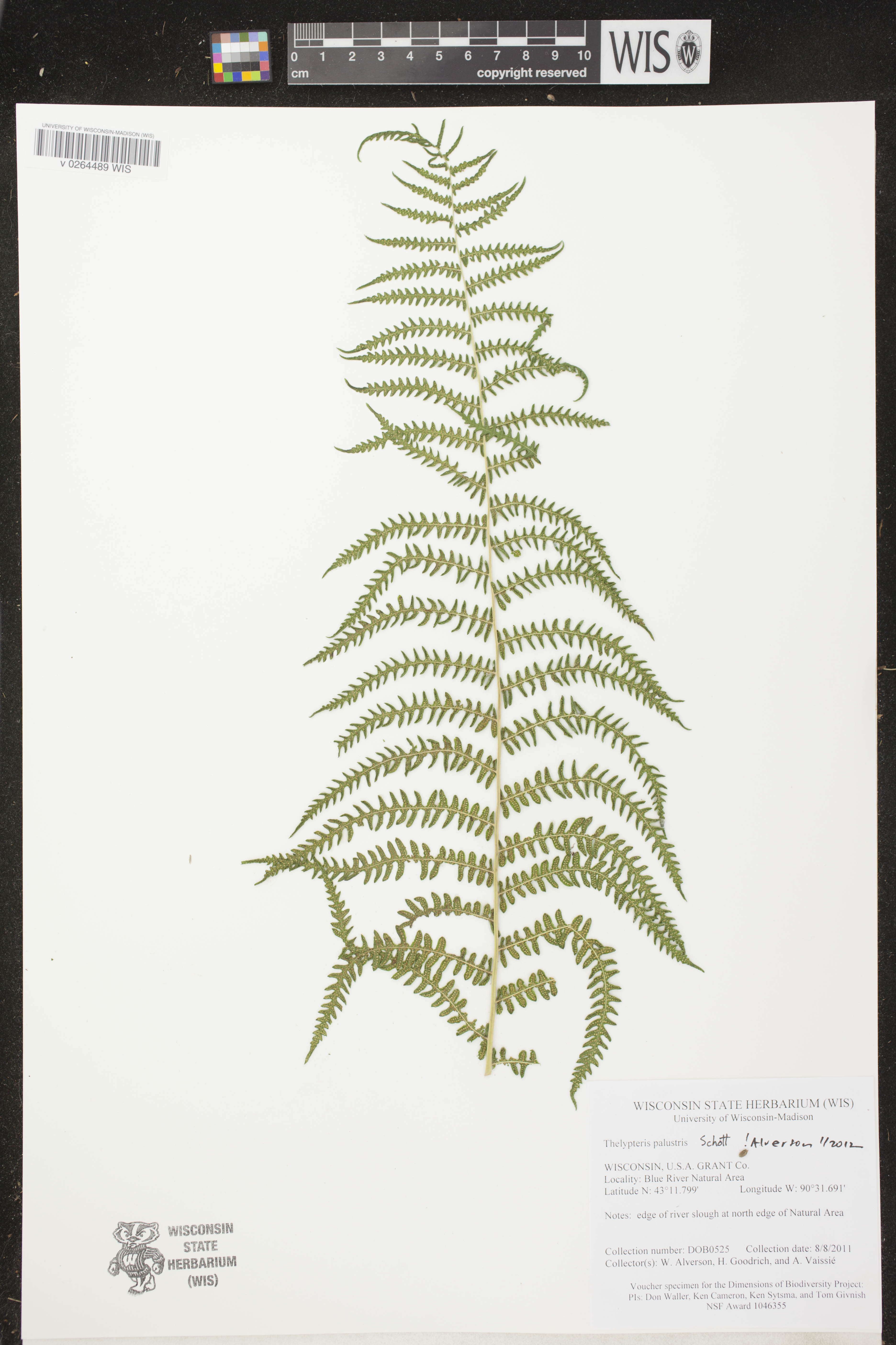 Image of Thelypteris palustris