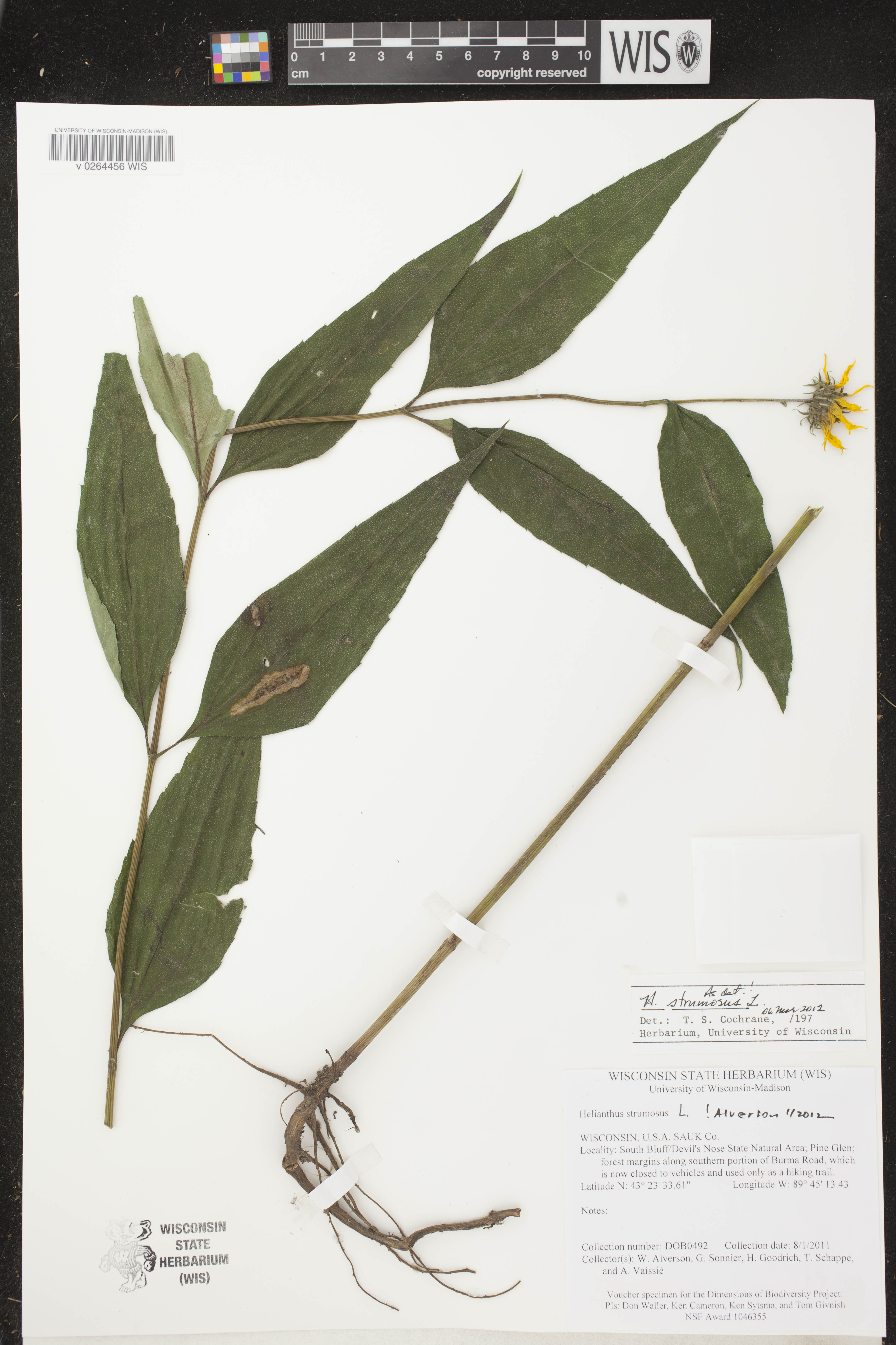Helianthus strumosus image
