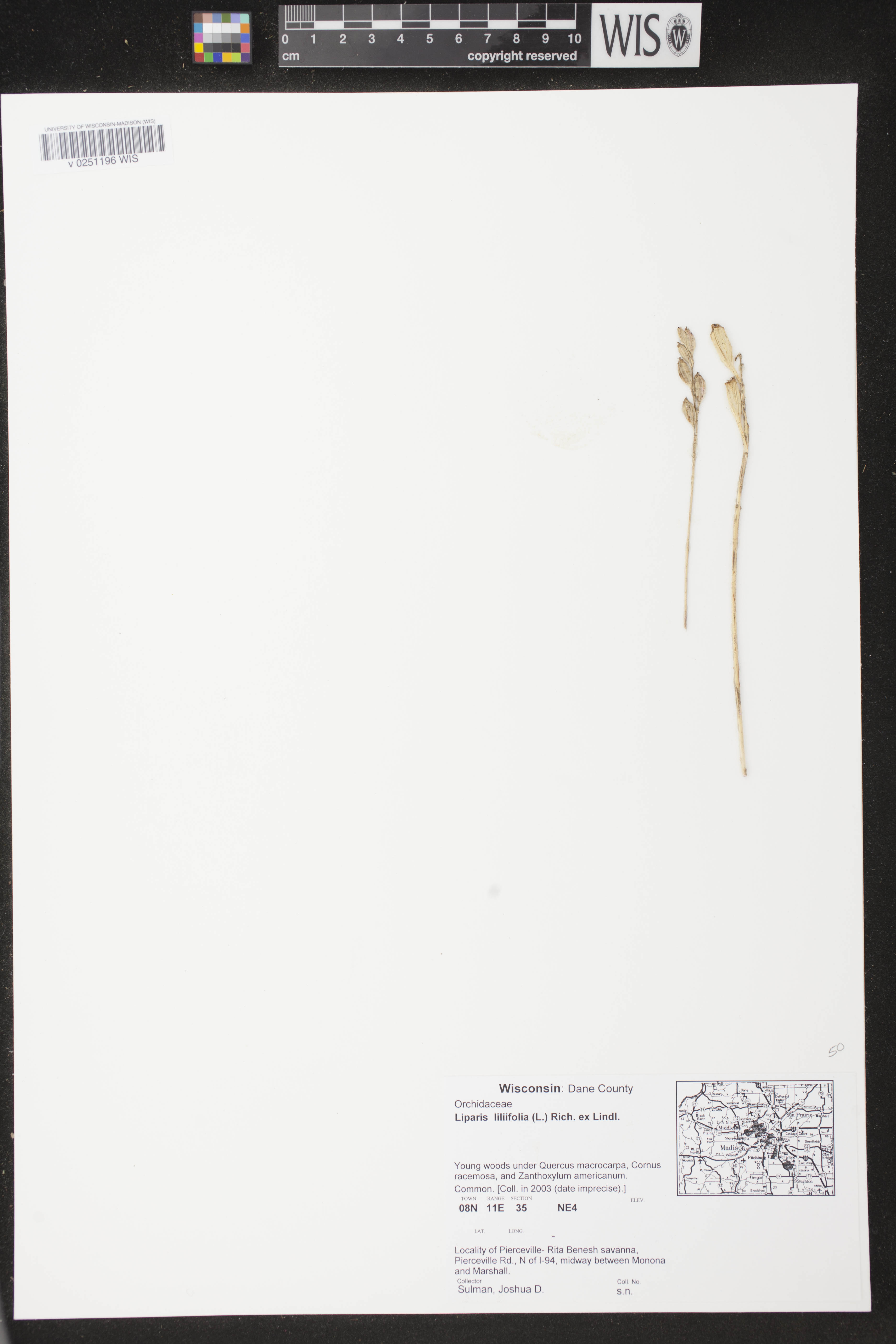 Liparis liliifolia image