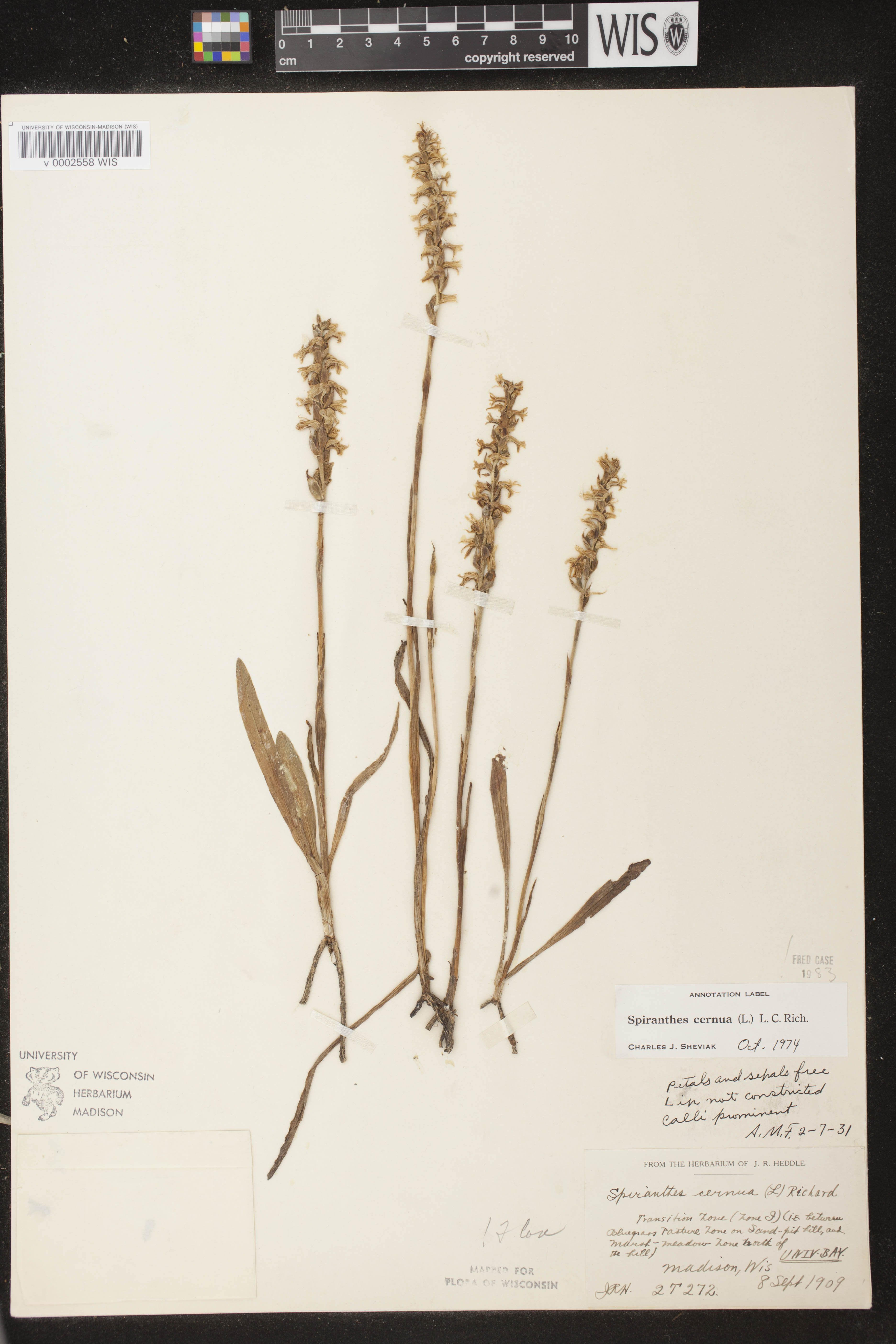 Spiranthes cernua image