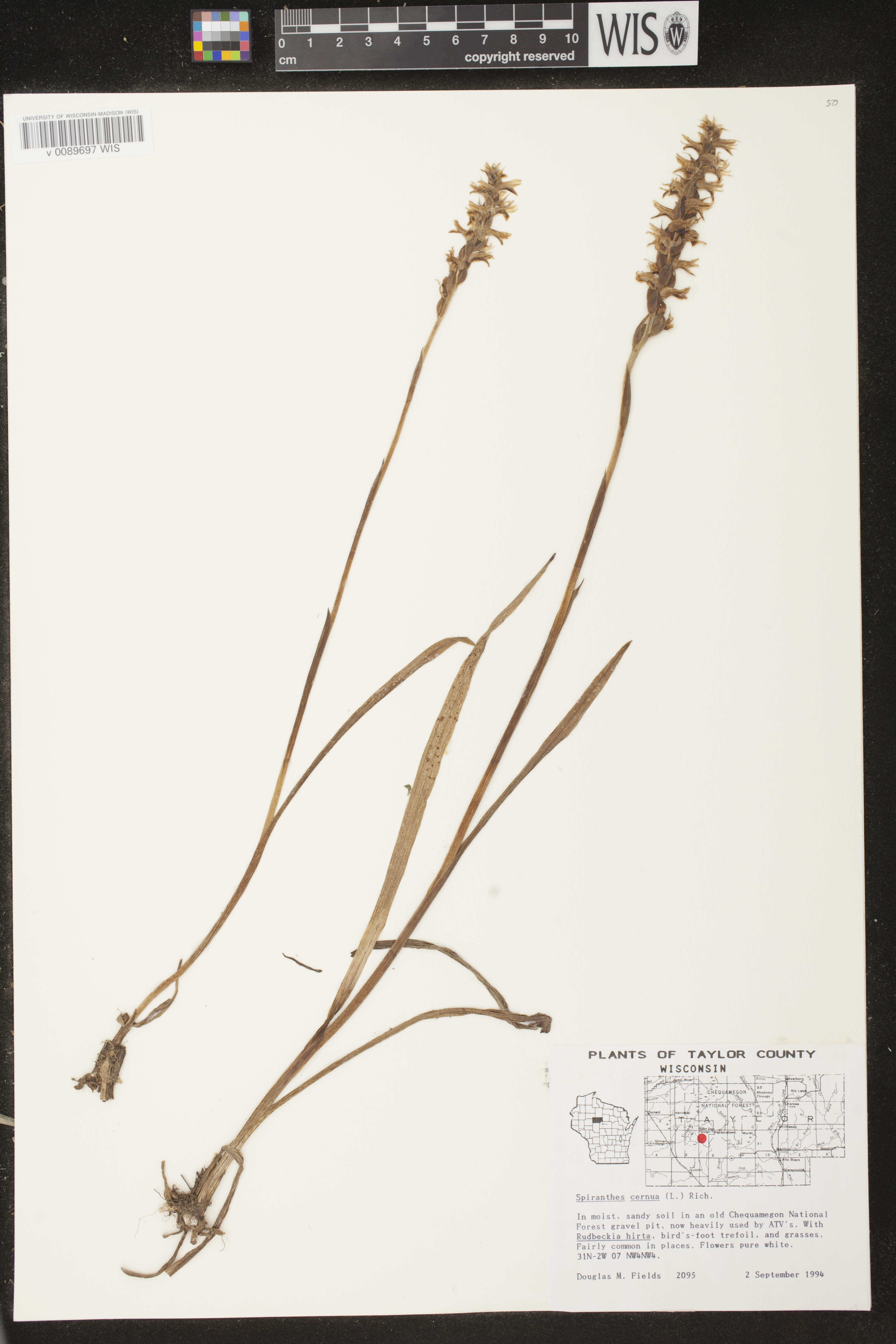 Spiranthes cernua image
