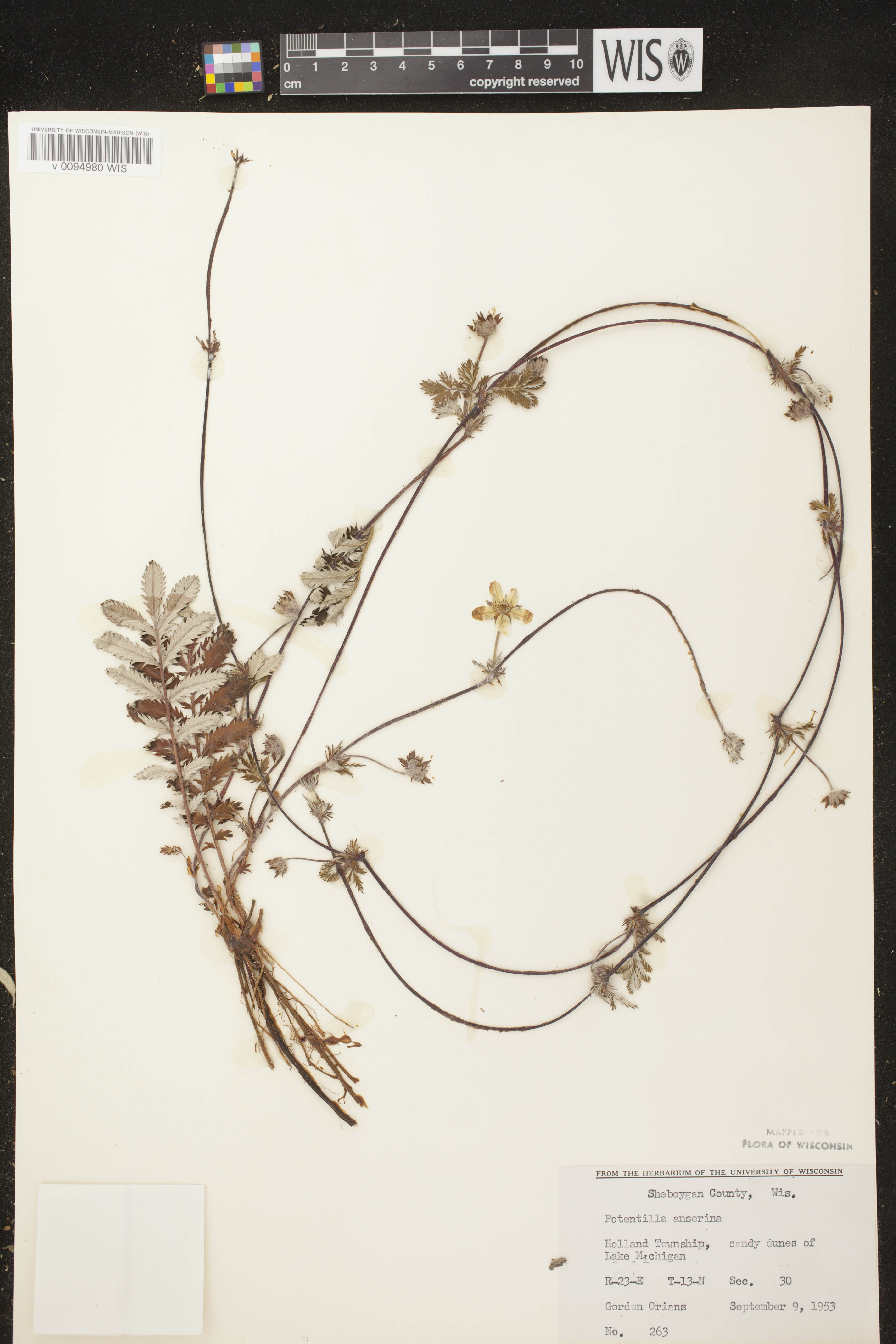 Potentilla anserina subsp. anserina image