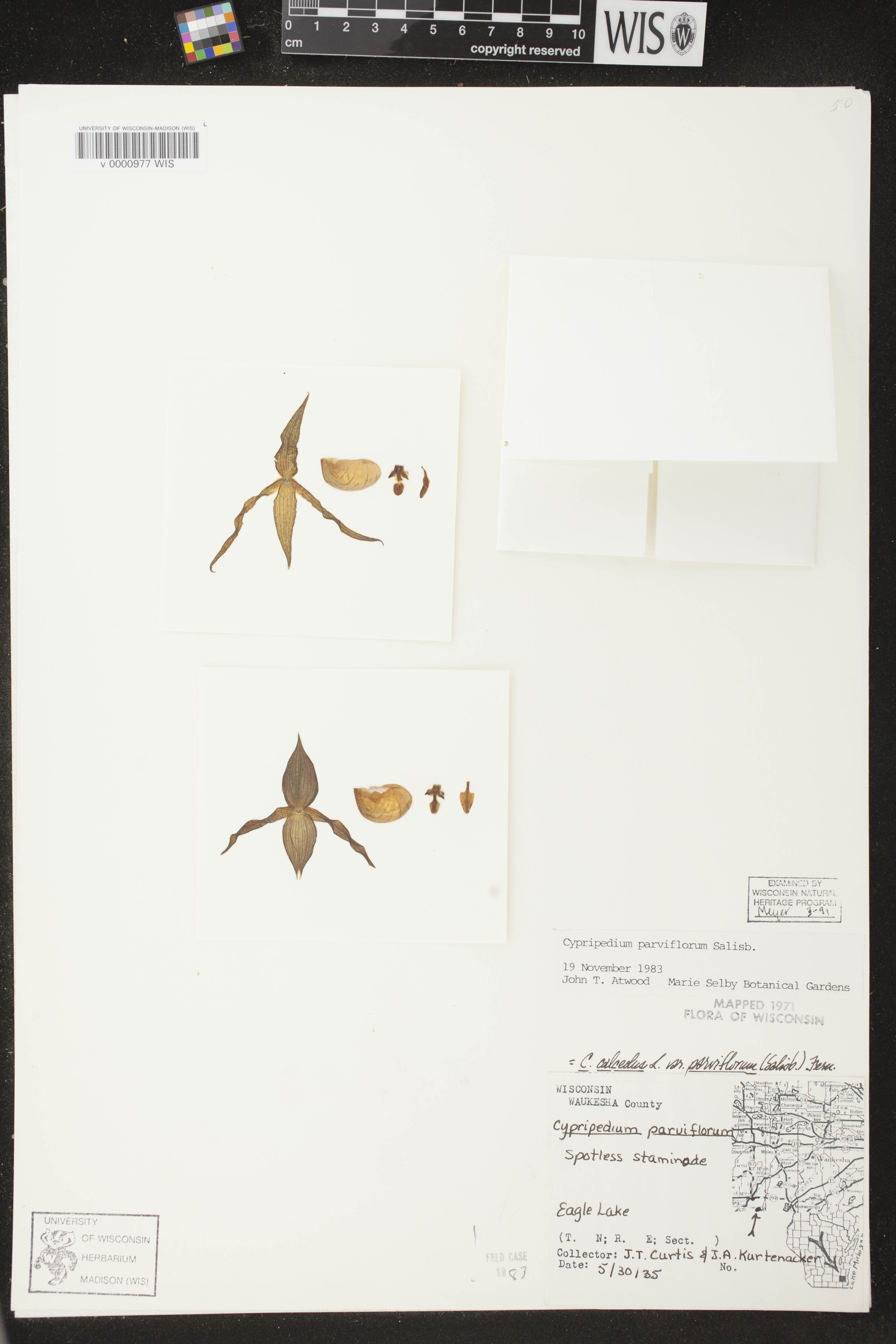 Cypripedium parviflorum var. makasin image