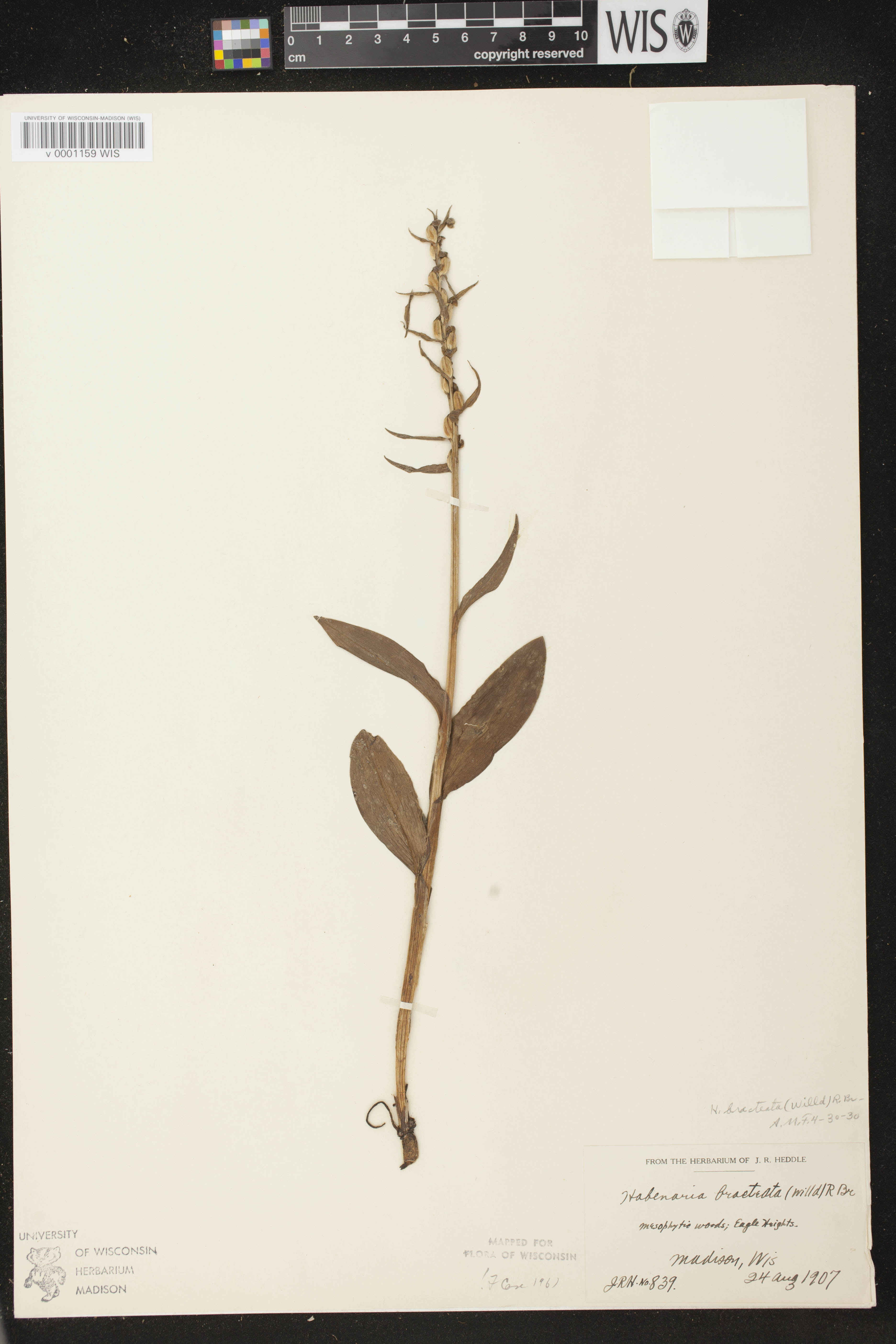 Coeloglossum viride var. virescens image