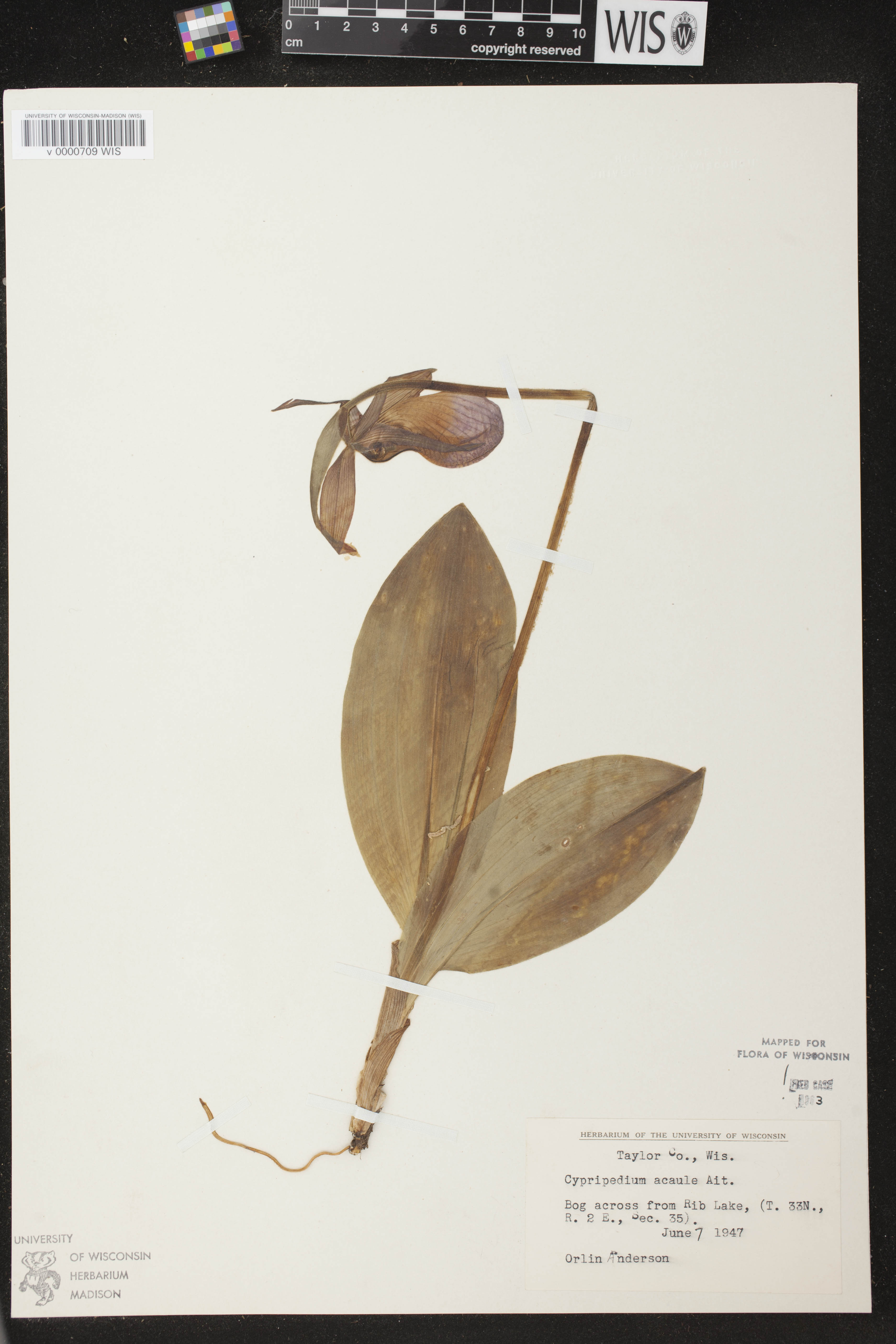 Cypripedium acaule image