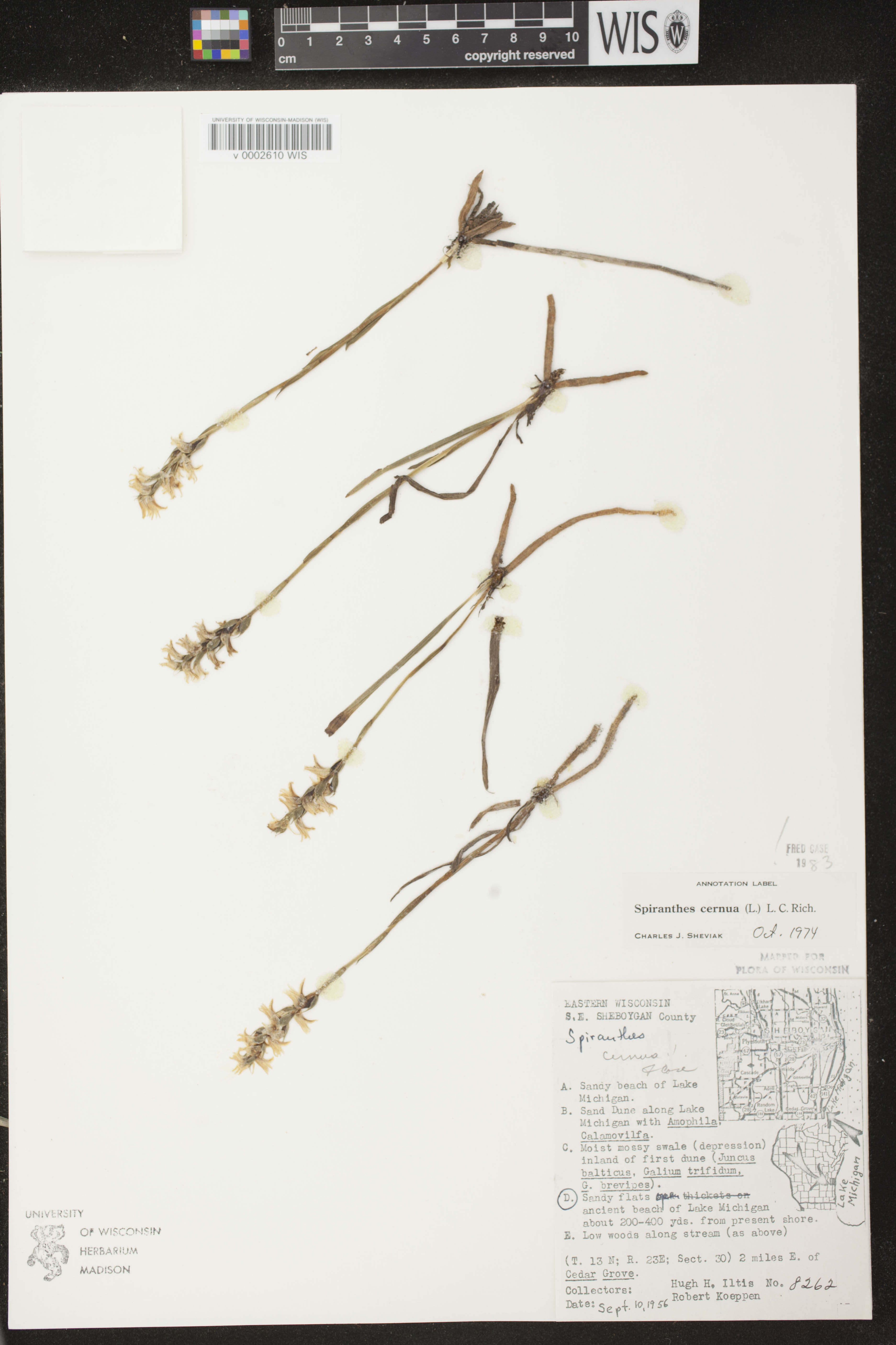 Spiranthes cernua image