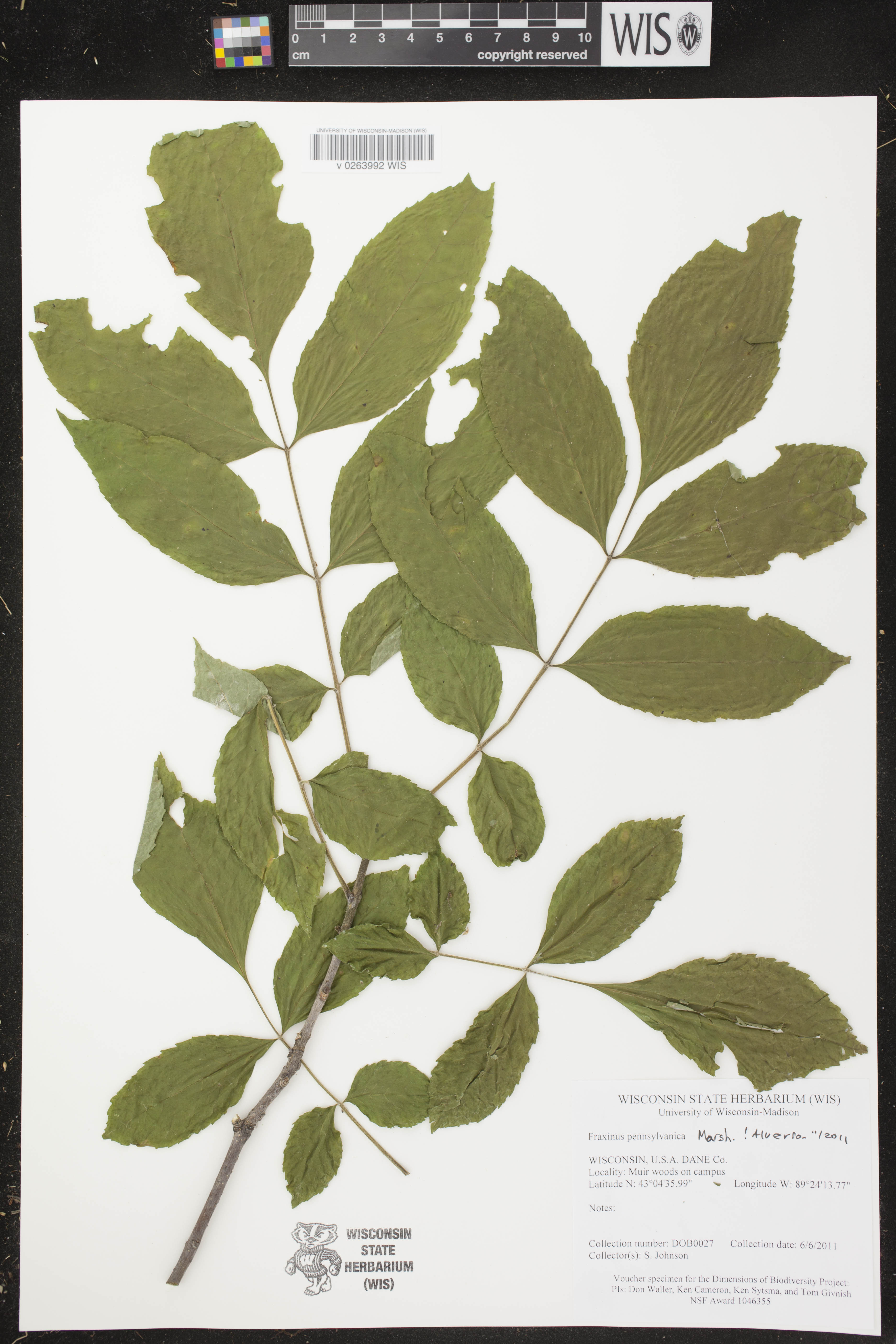 Fraxinus pennsylvanica image