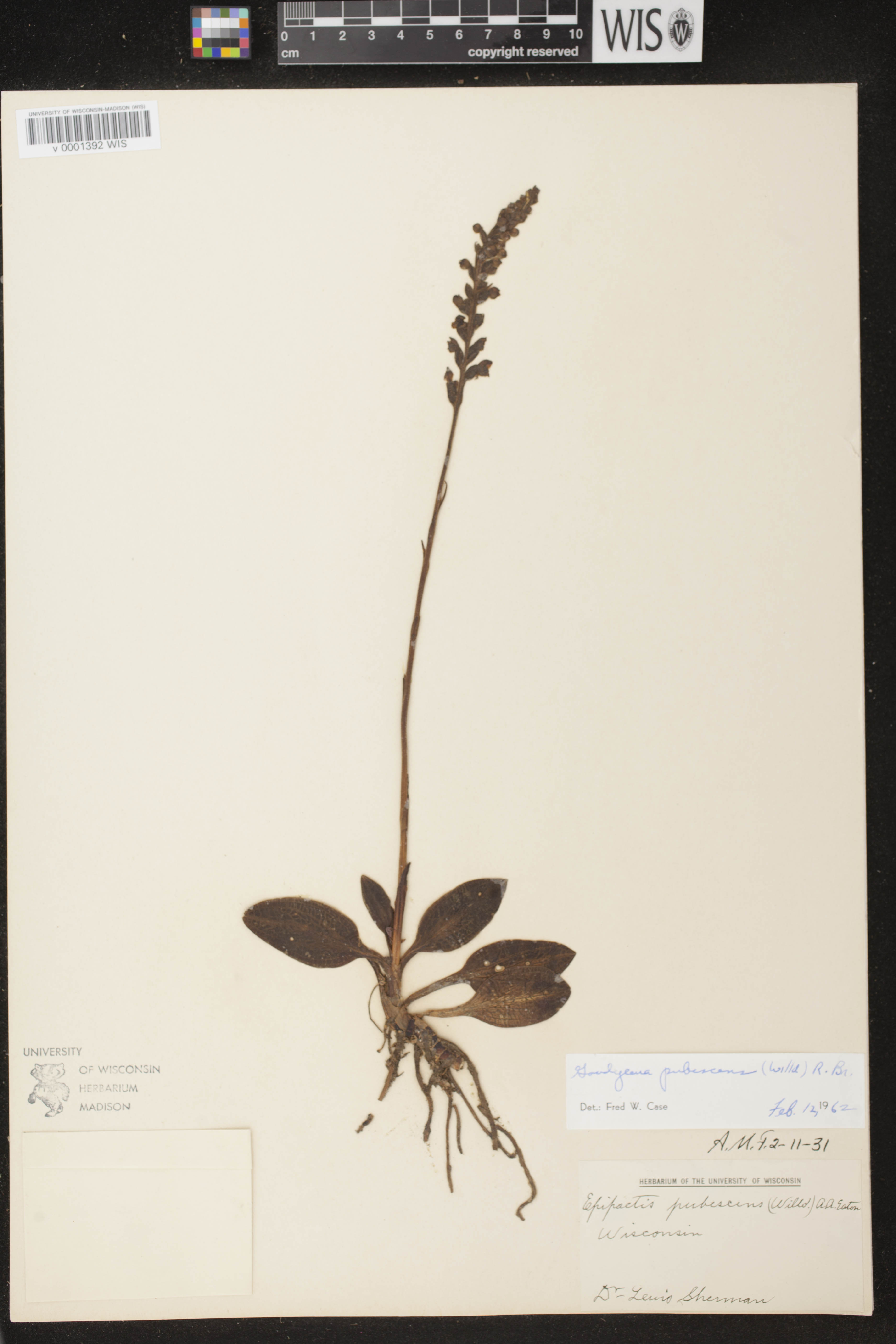 Goodyera pubescens image