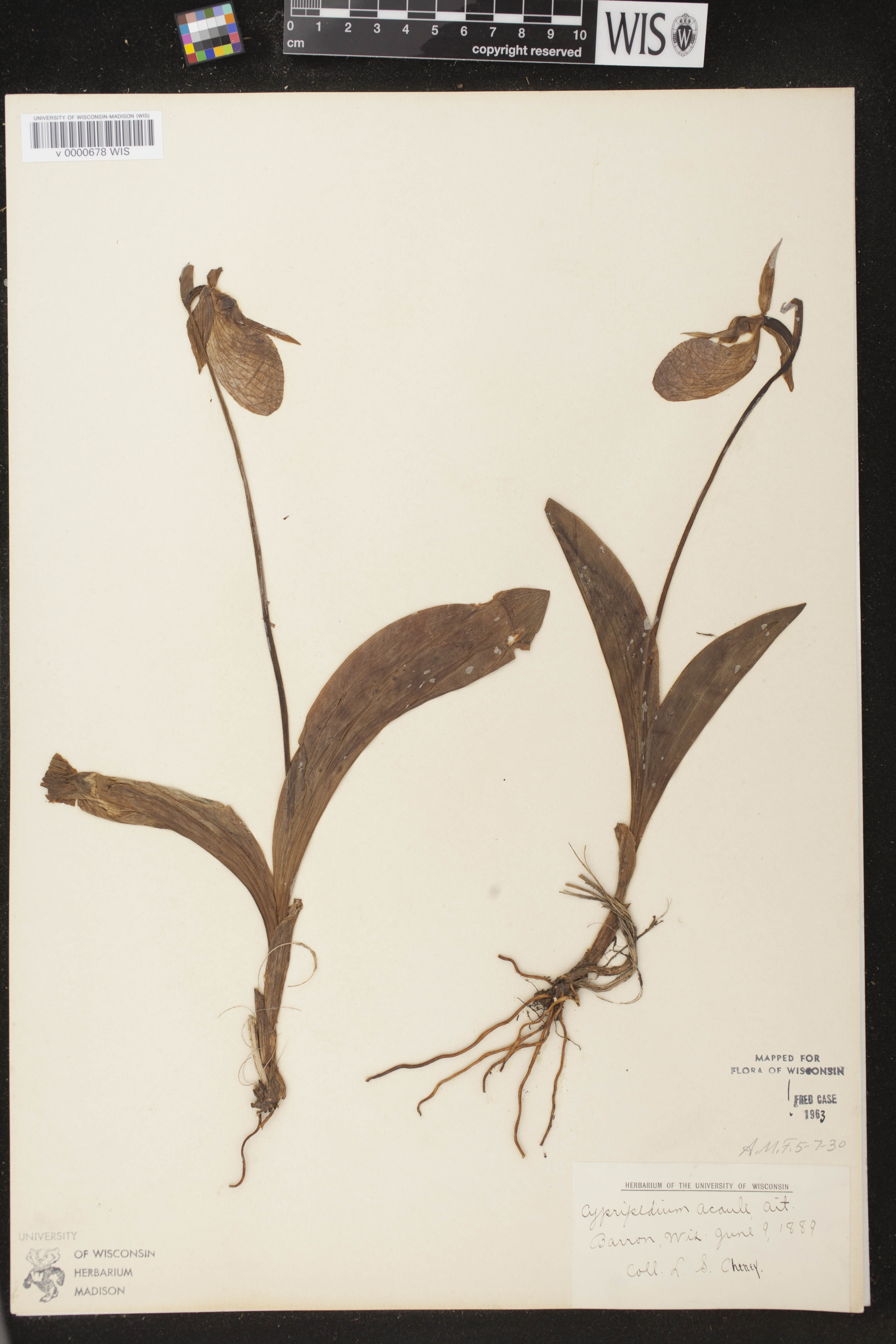 Cypripedium acaule image