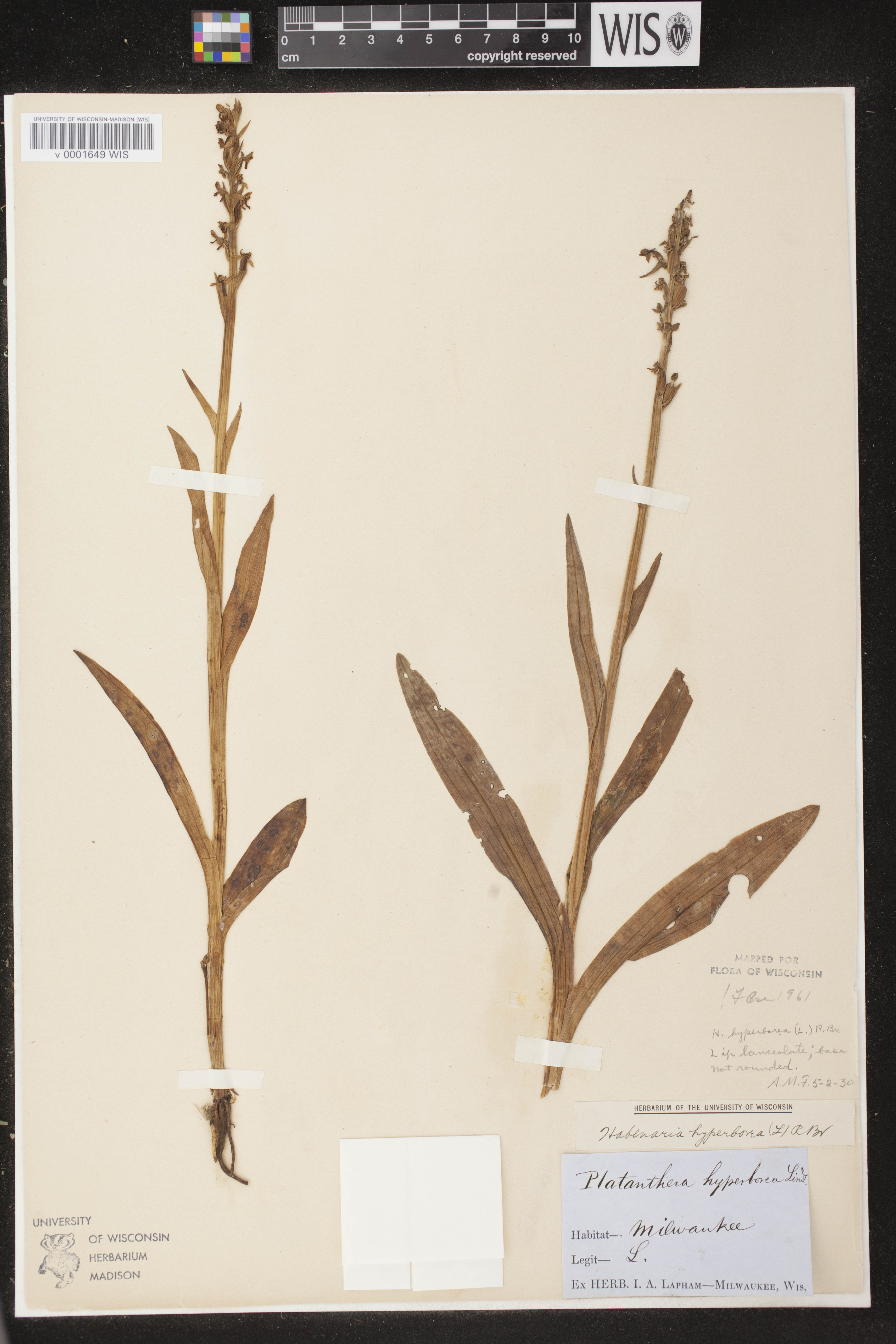 Platanthera huronensis image