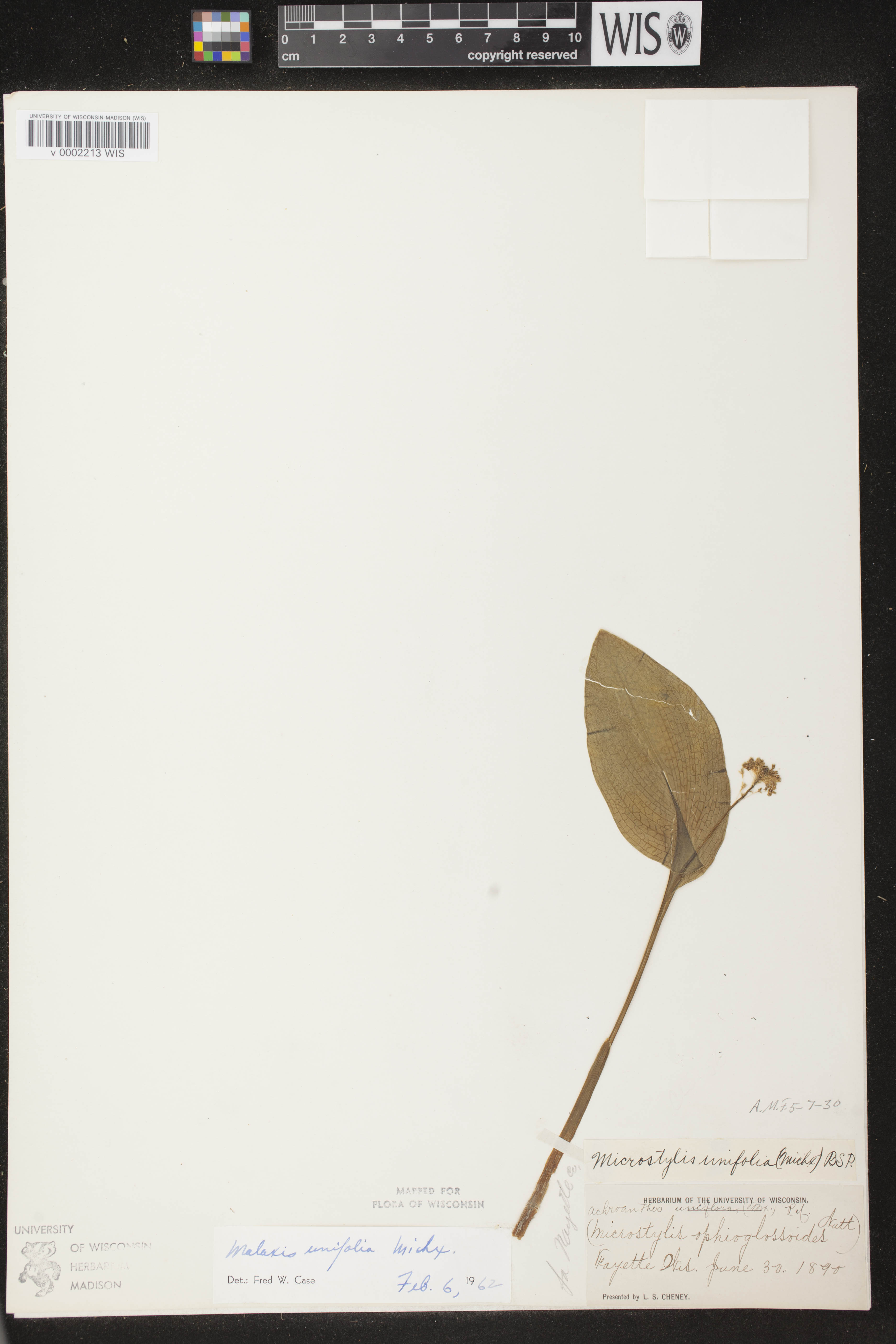 Malaxis unifolia image