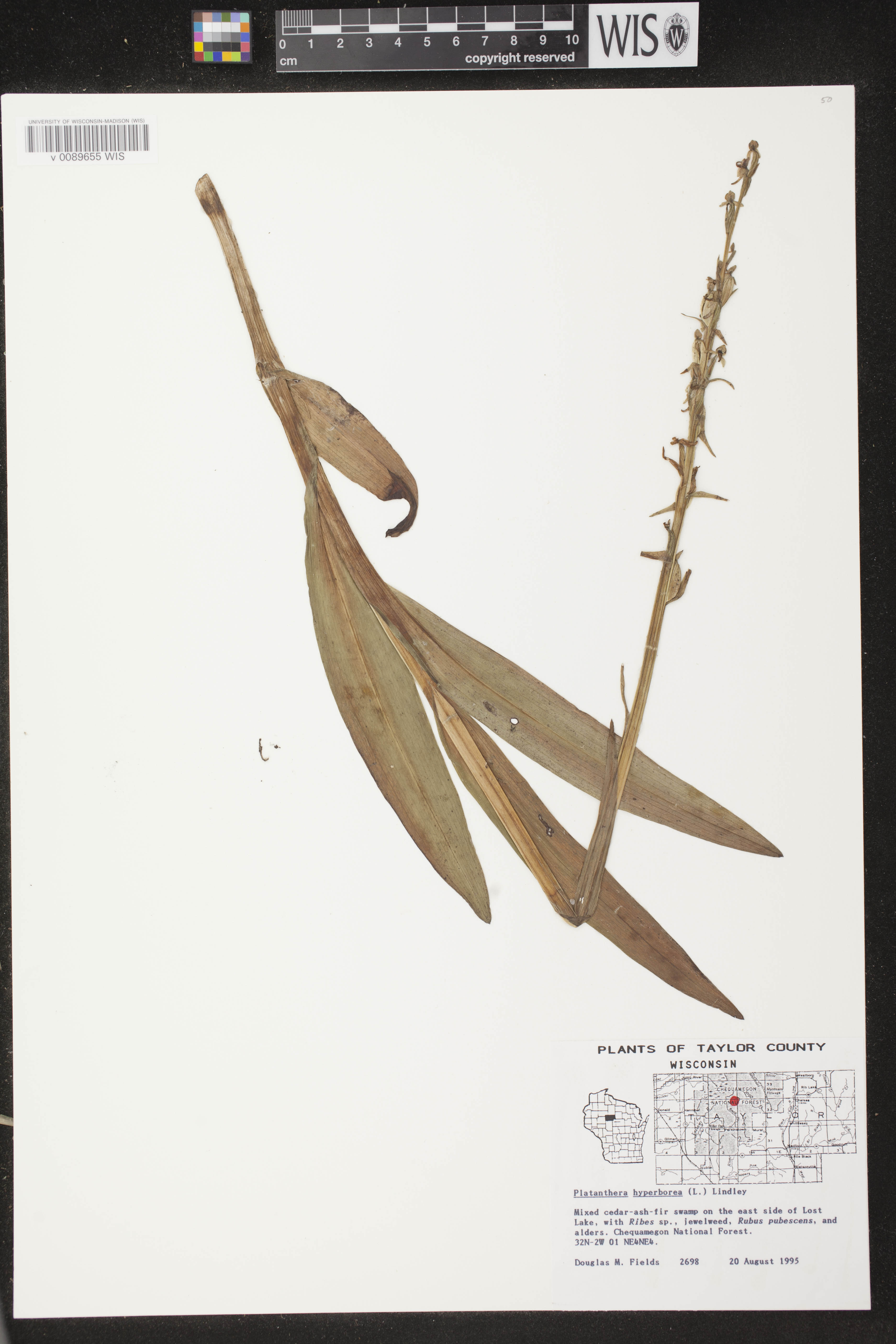 Platanthera huronensis image