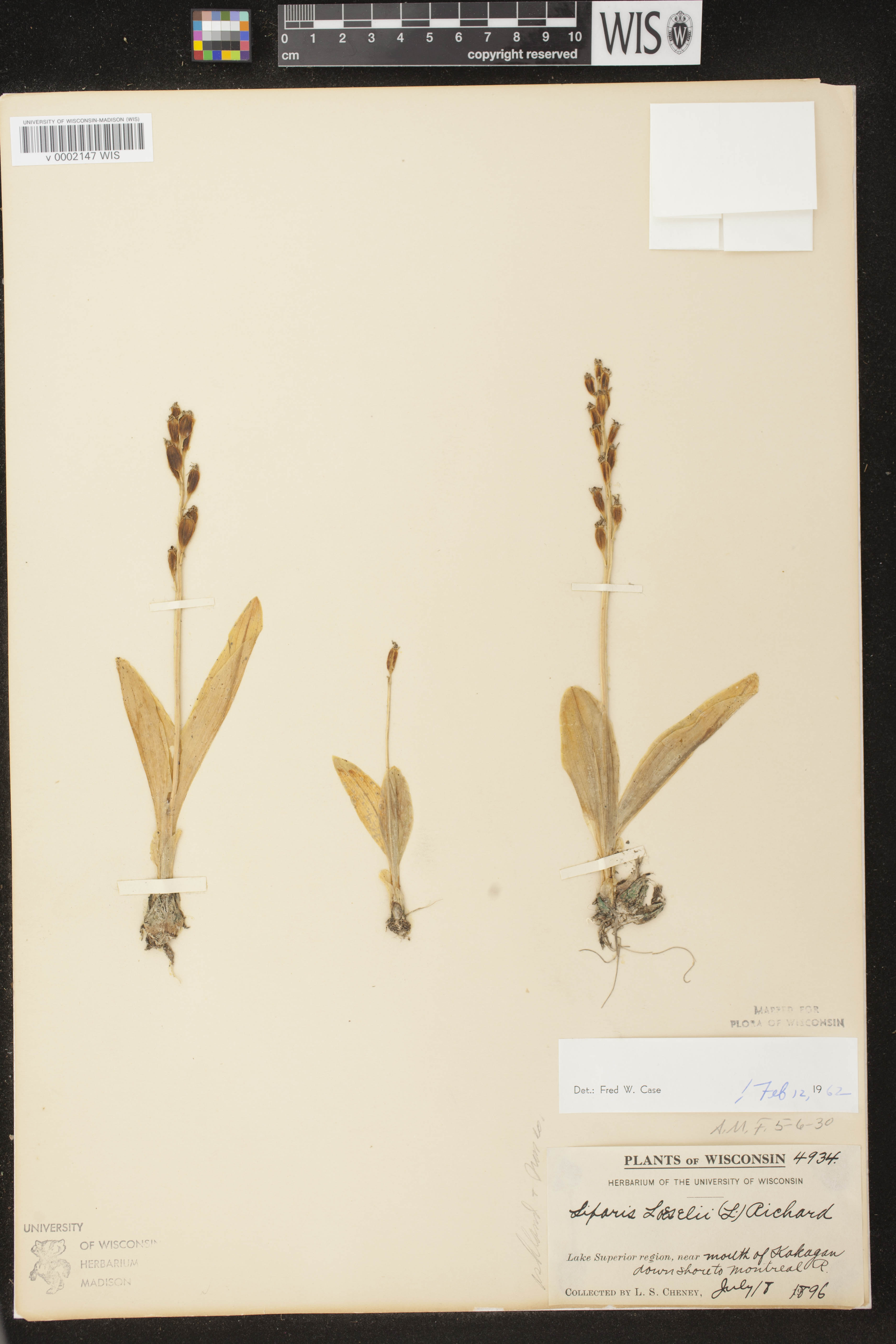 Liparis loeselii image