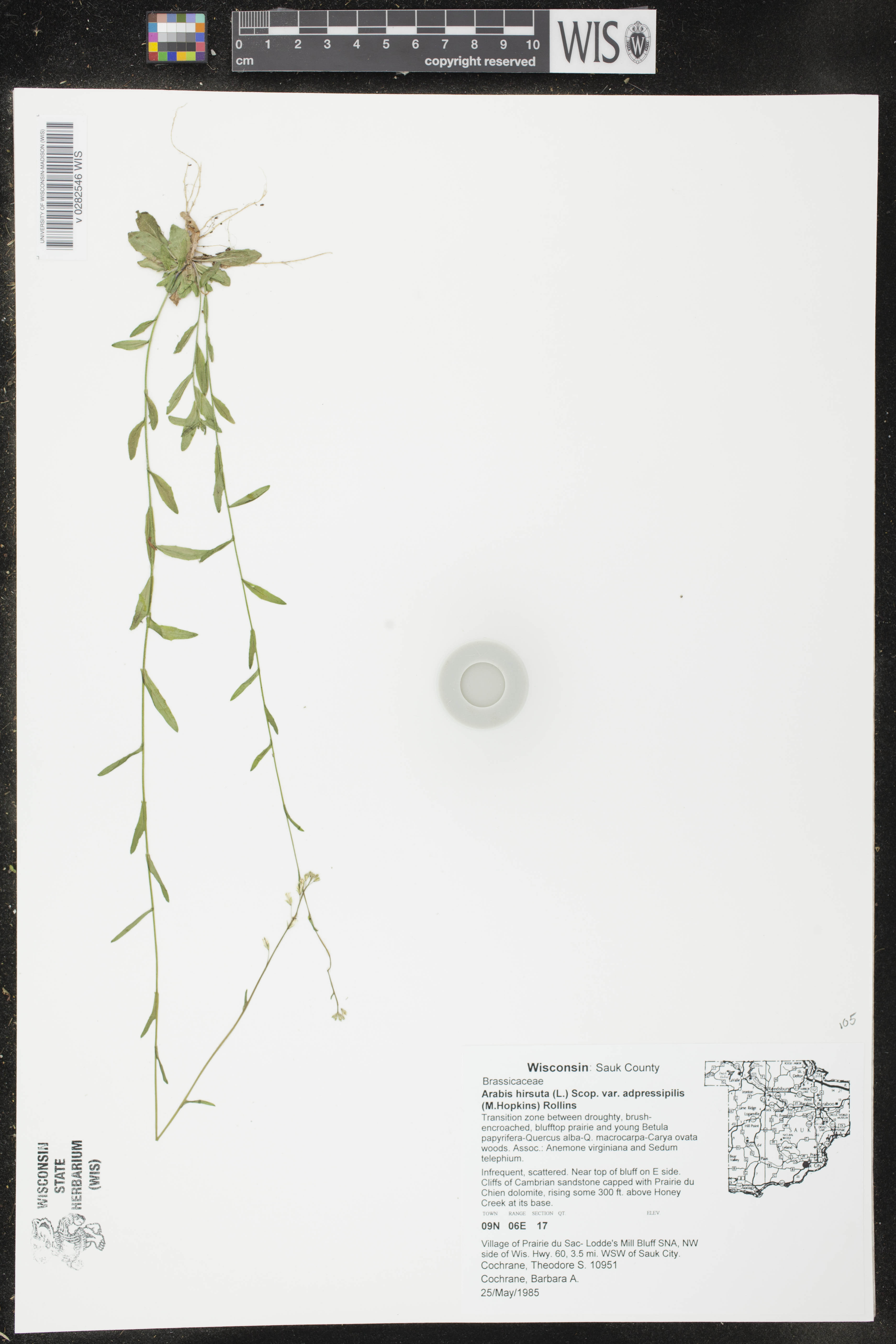 Image of Arabis pycnocarpa var. adpressipilis