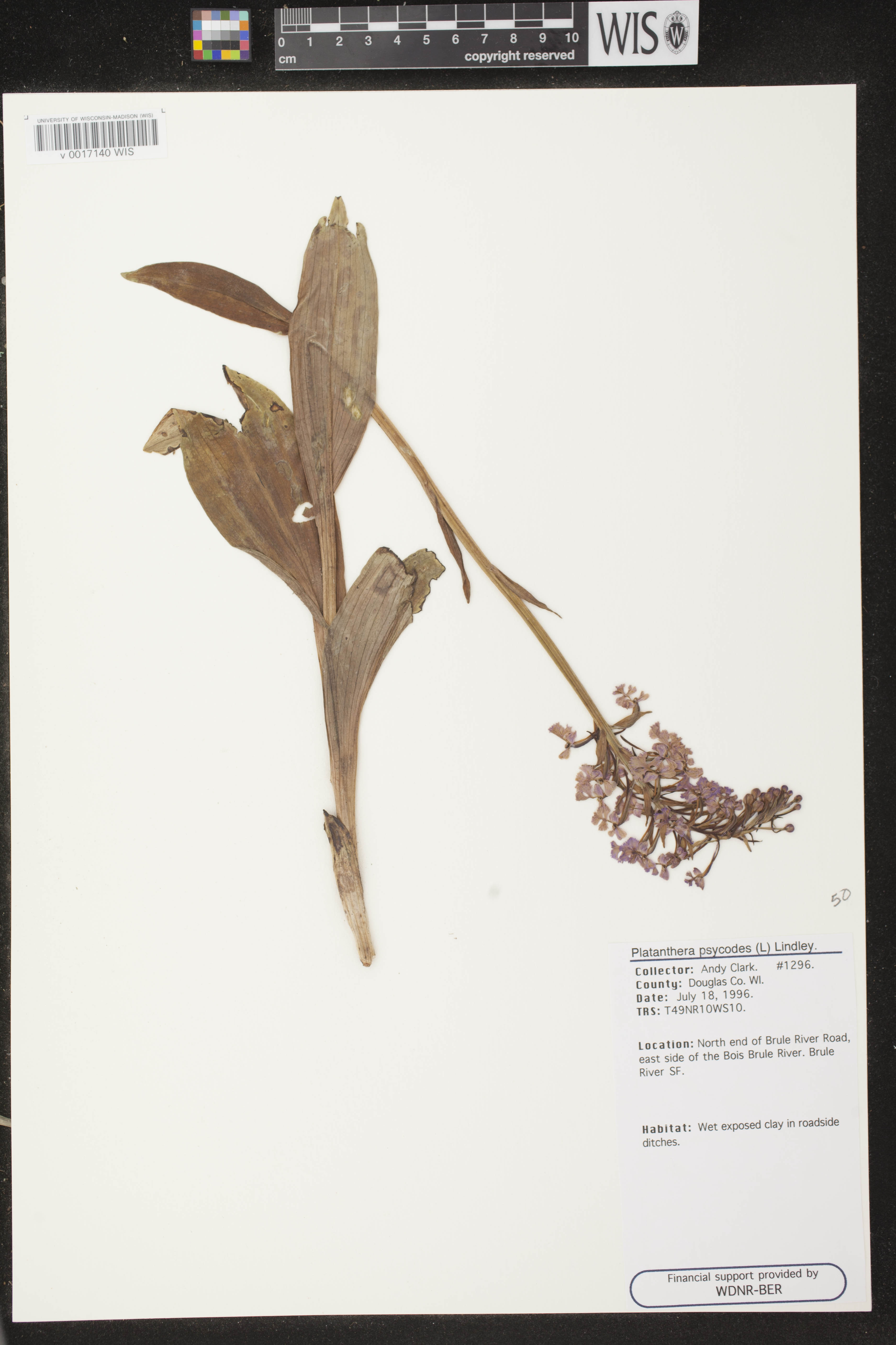 Platanthera psycodes image