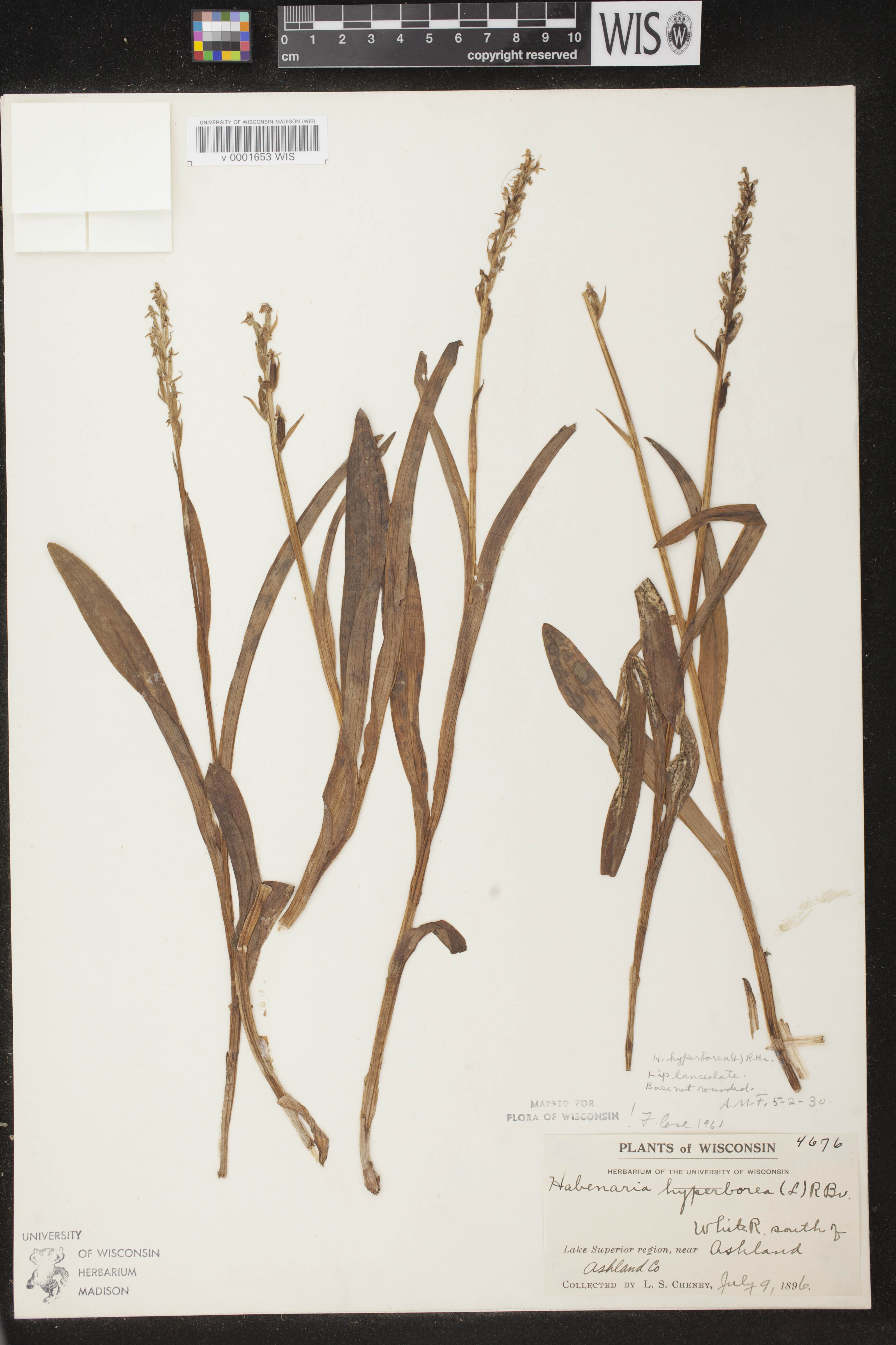Platanthera huronensis image