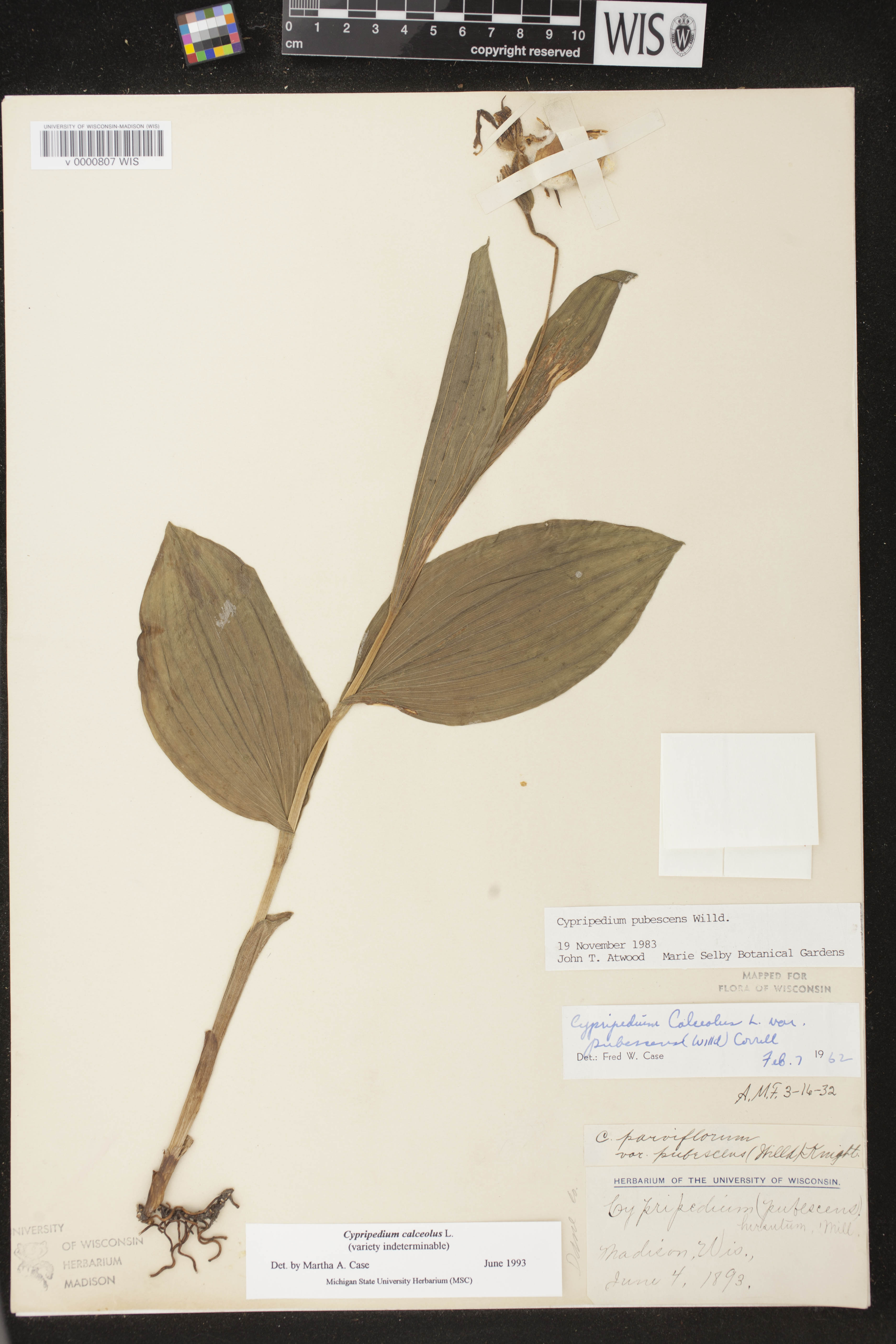 Cypripedium parviflorum image
