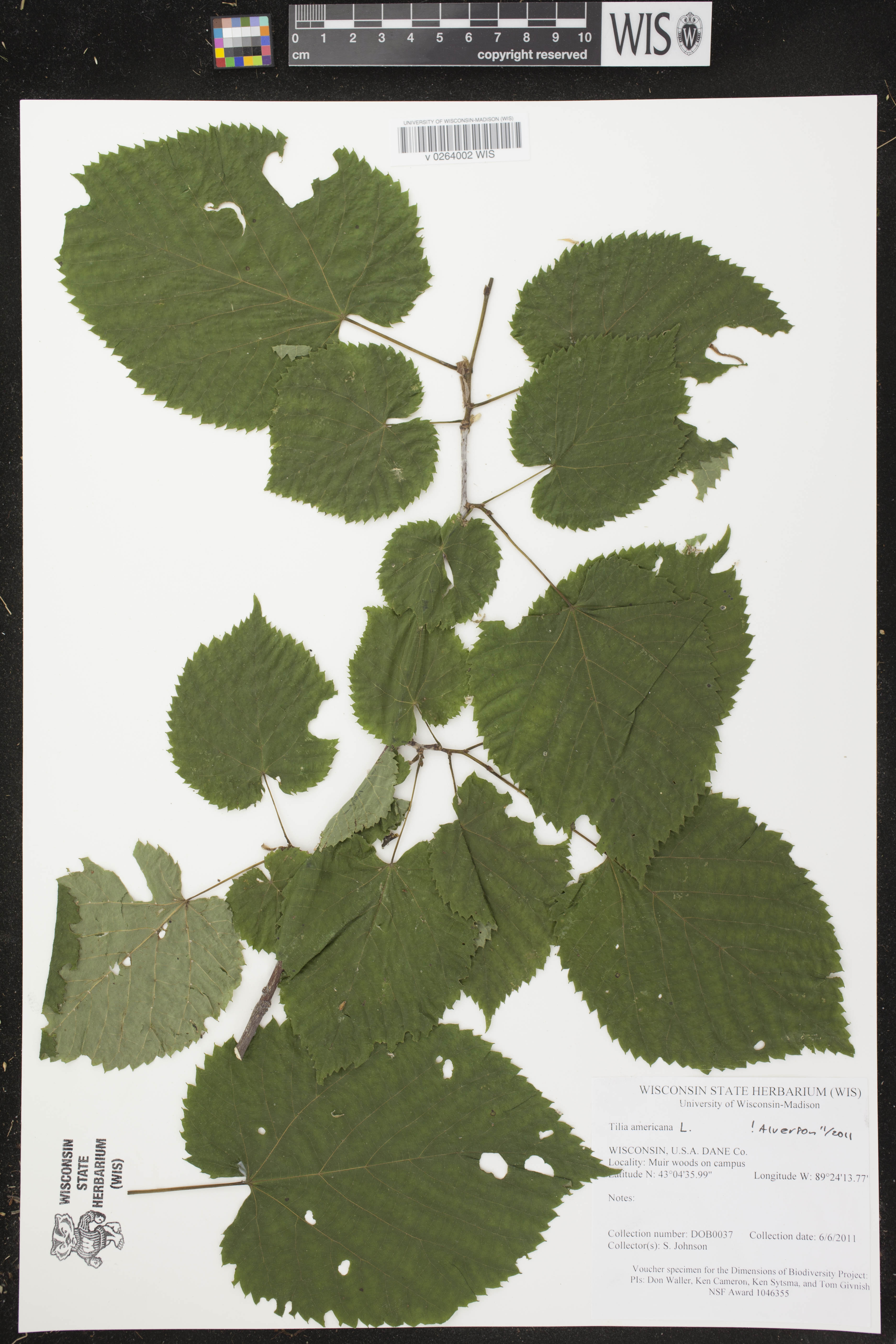 Tilia americana image