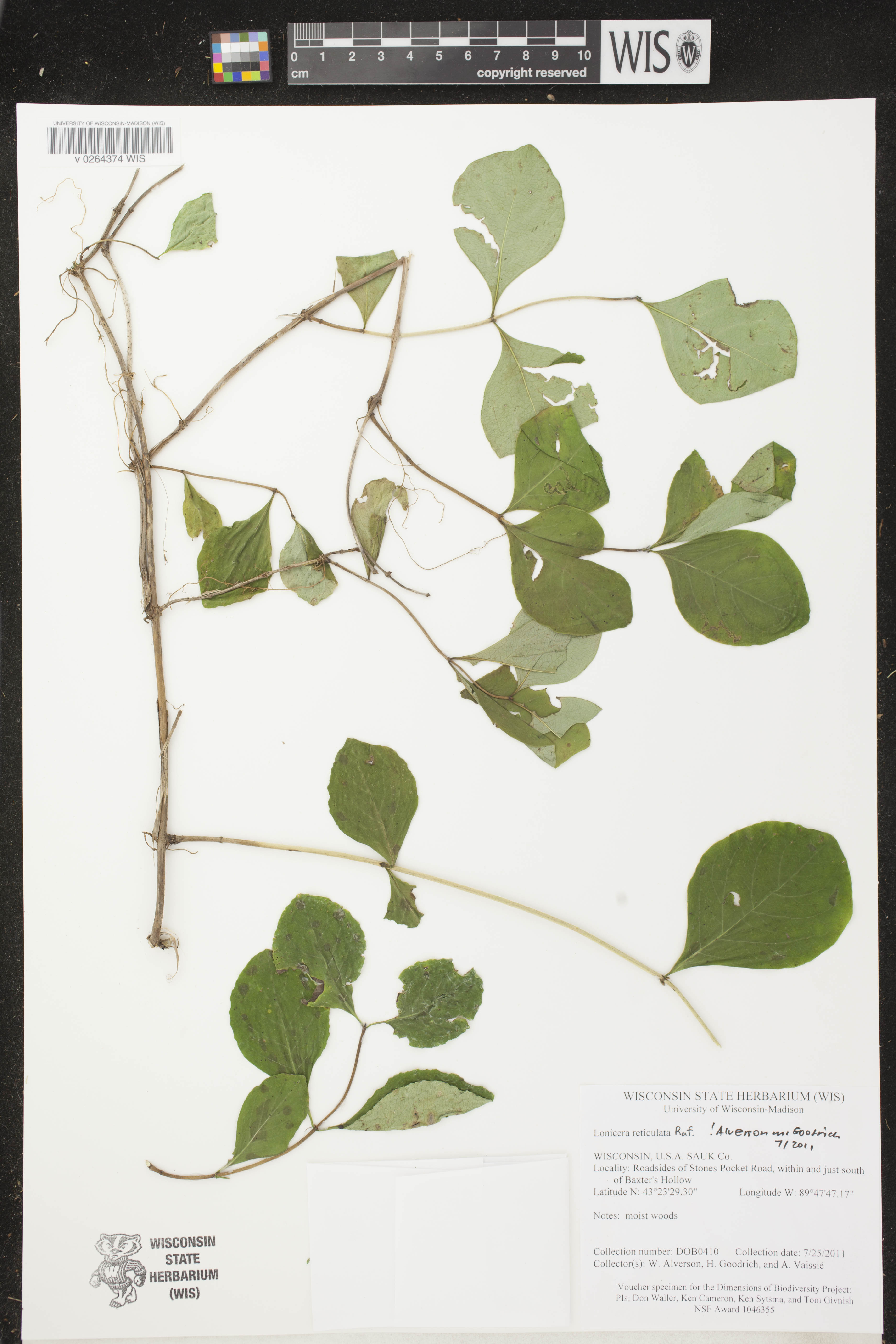 Lonicera reticulata image