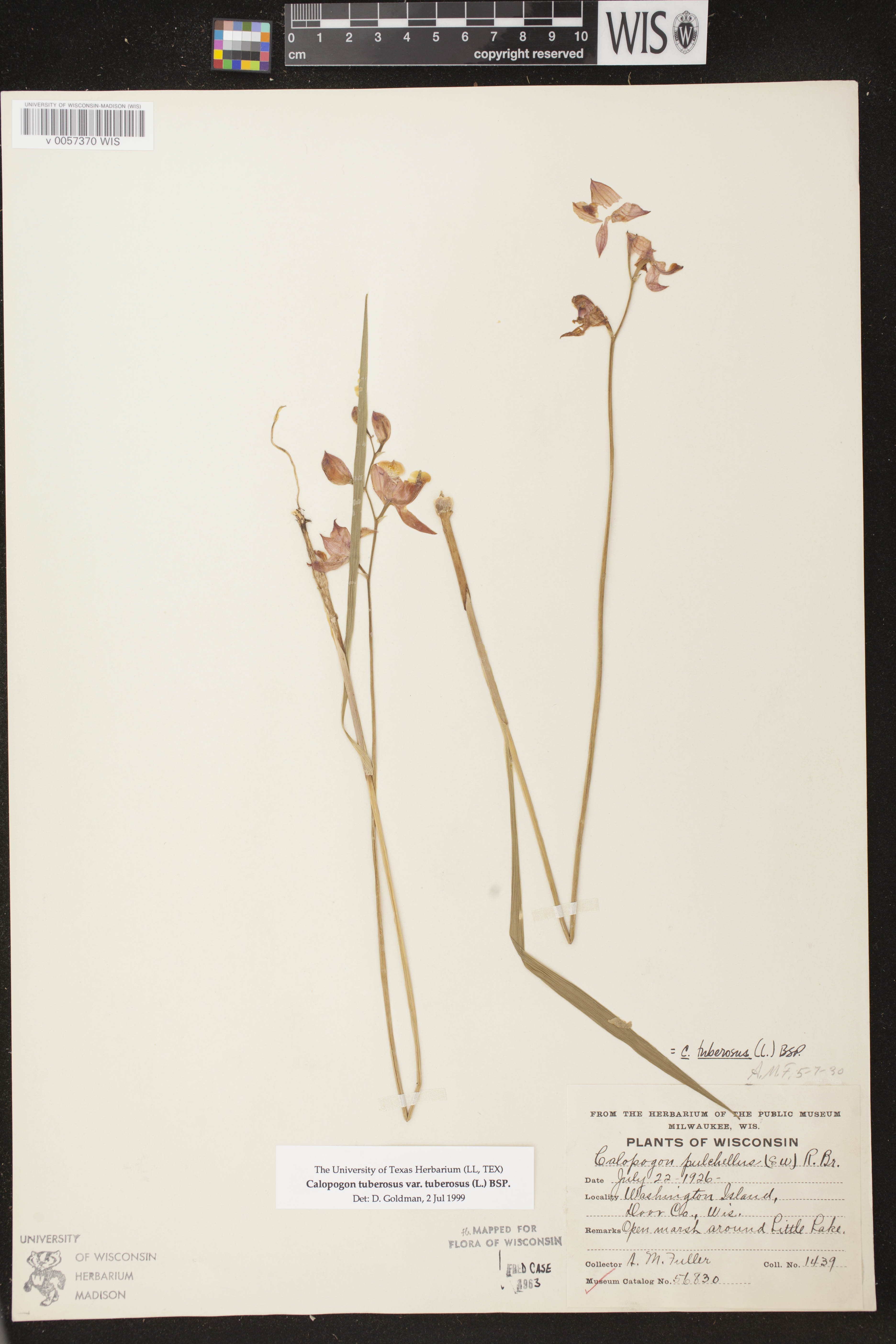 Calopogon tuberosus image