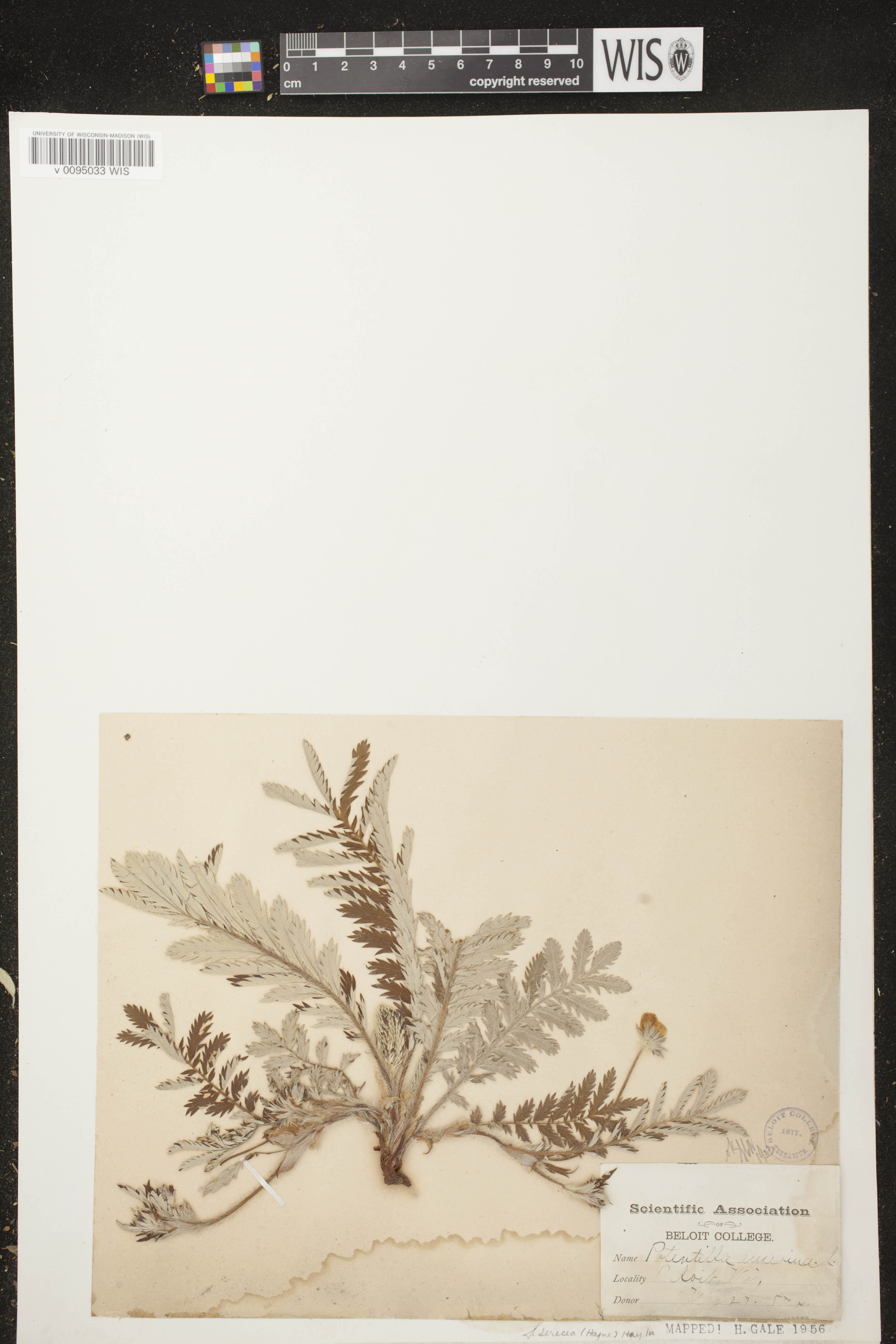 Potentilla anserina subsp. anserina image