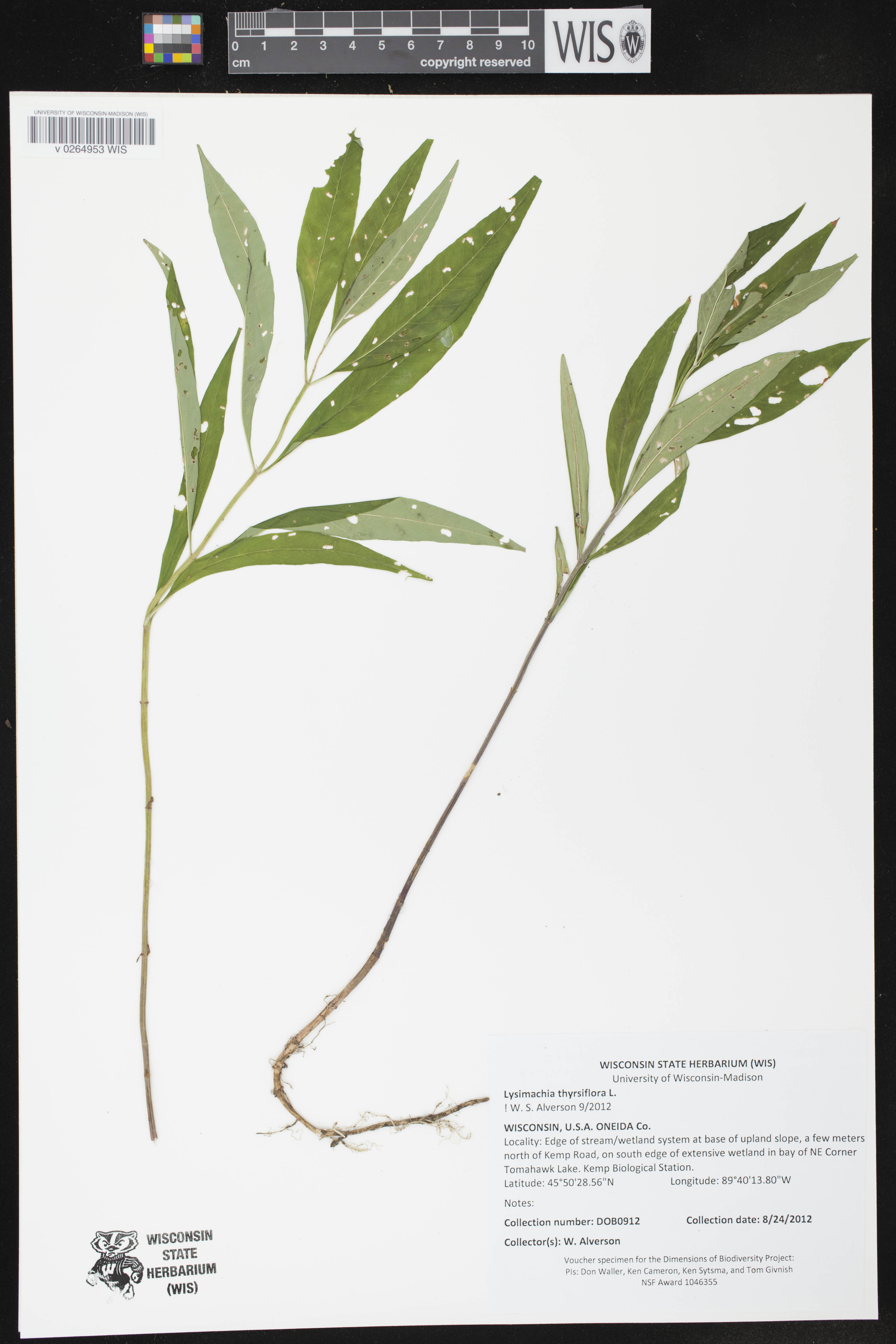 Lysimachia thyrsiflora image