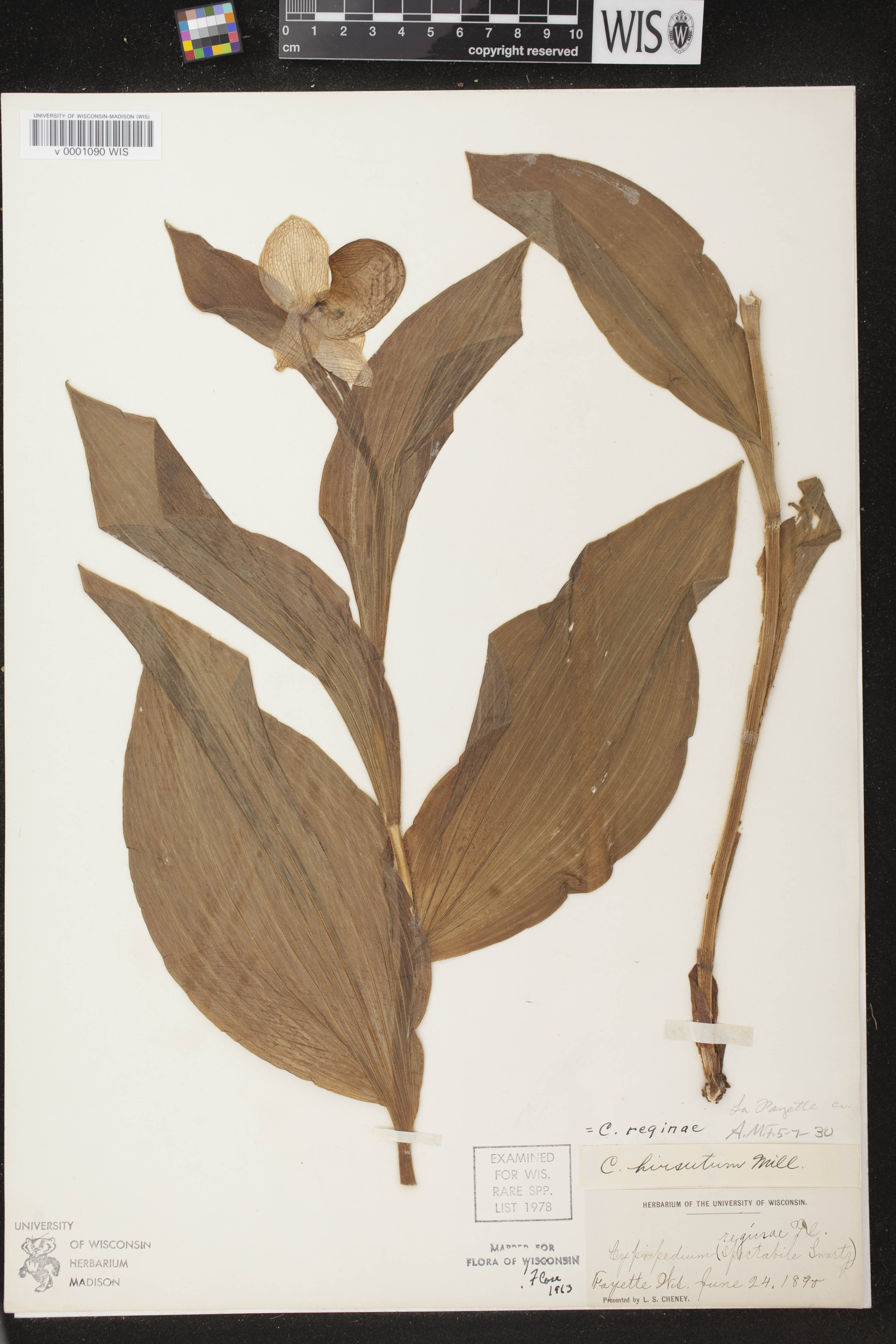 Cypripedium reginae image