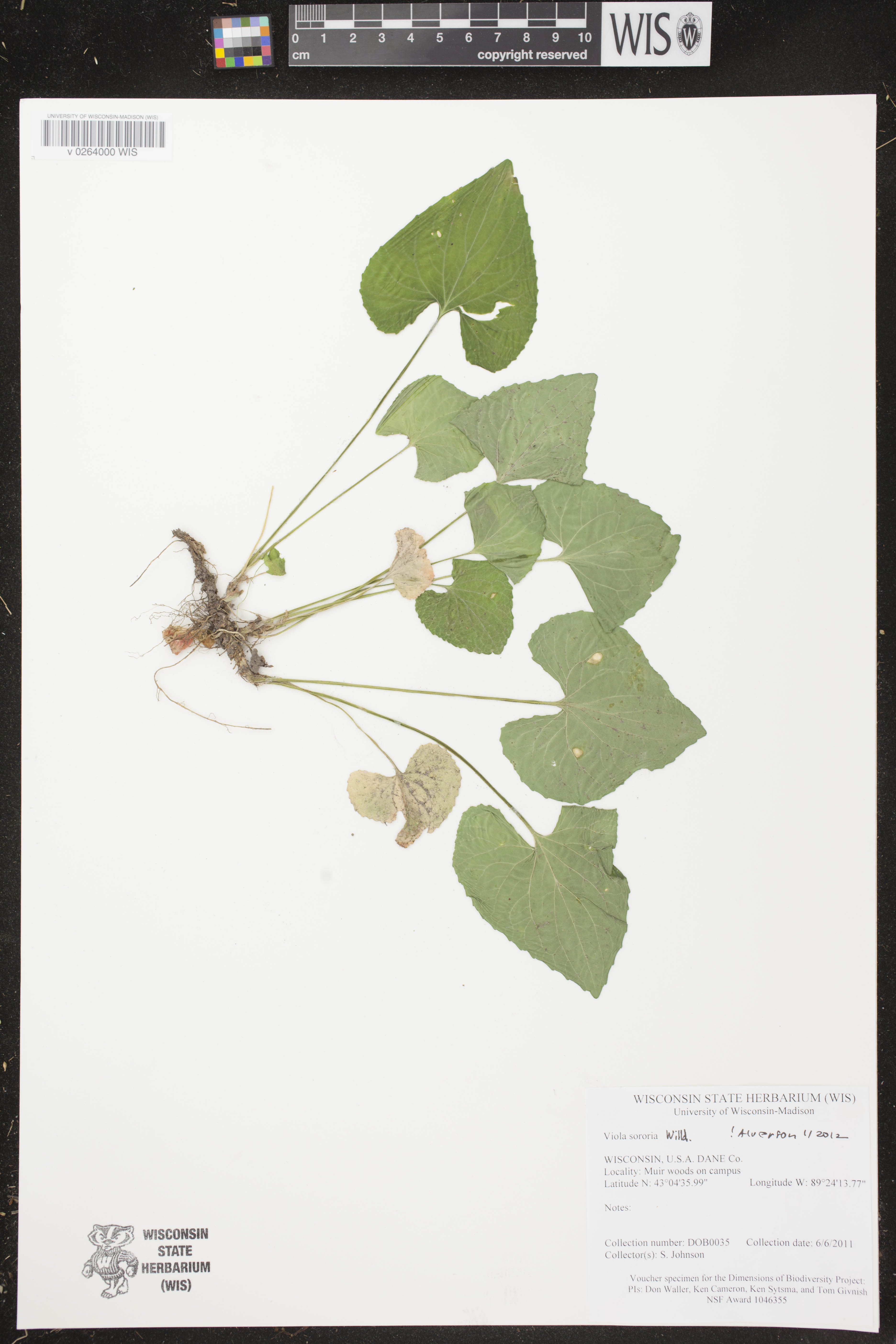 Viola sororia image