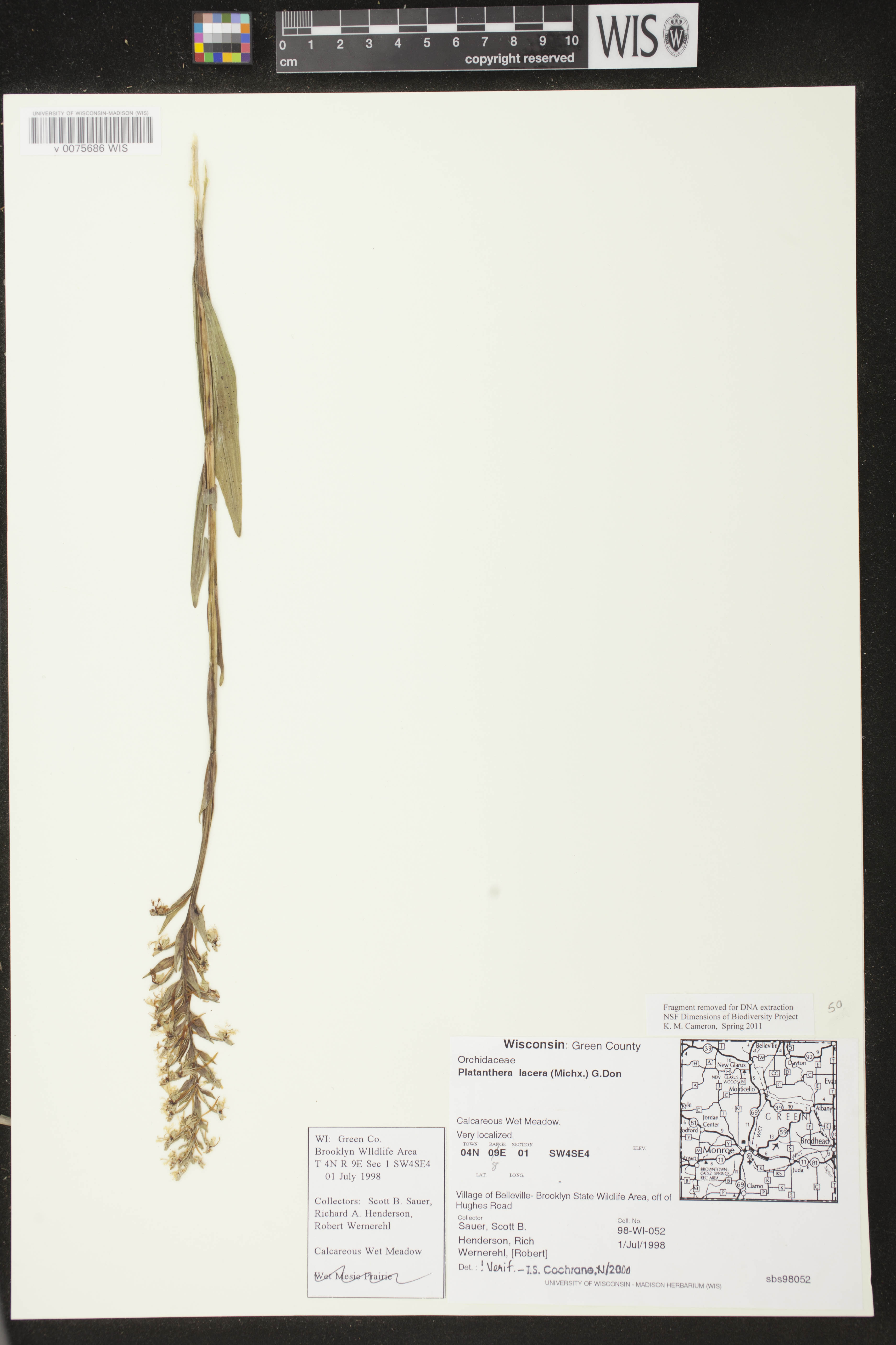 Platanthera lacera image