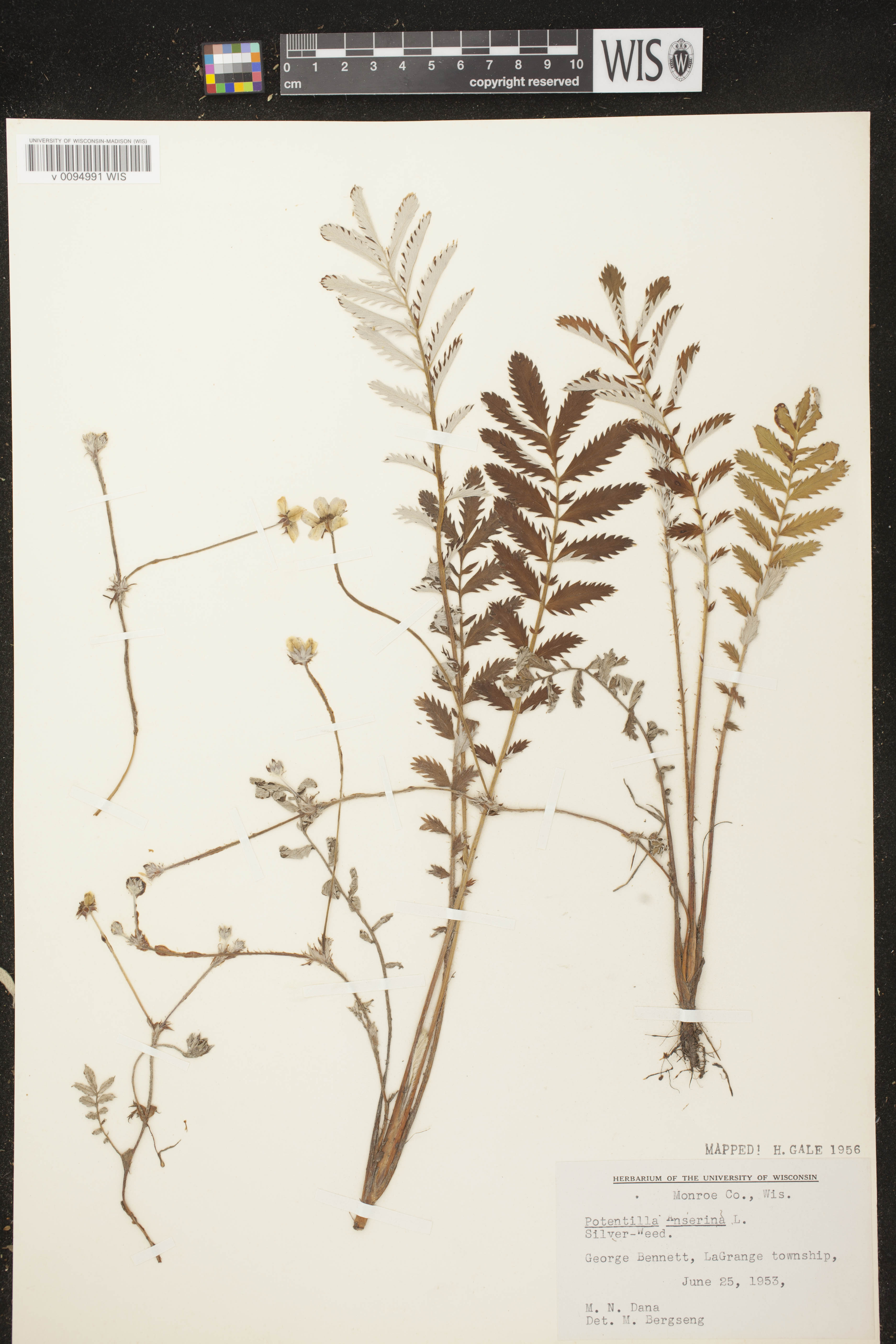 Potentilla anserina subsp. anserina image