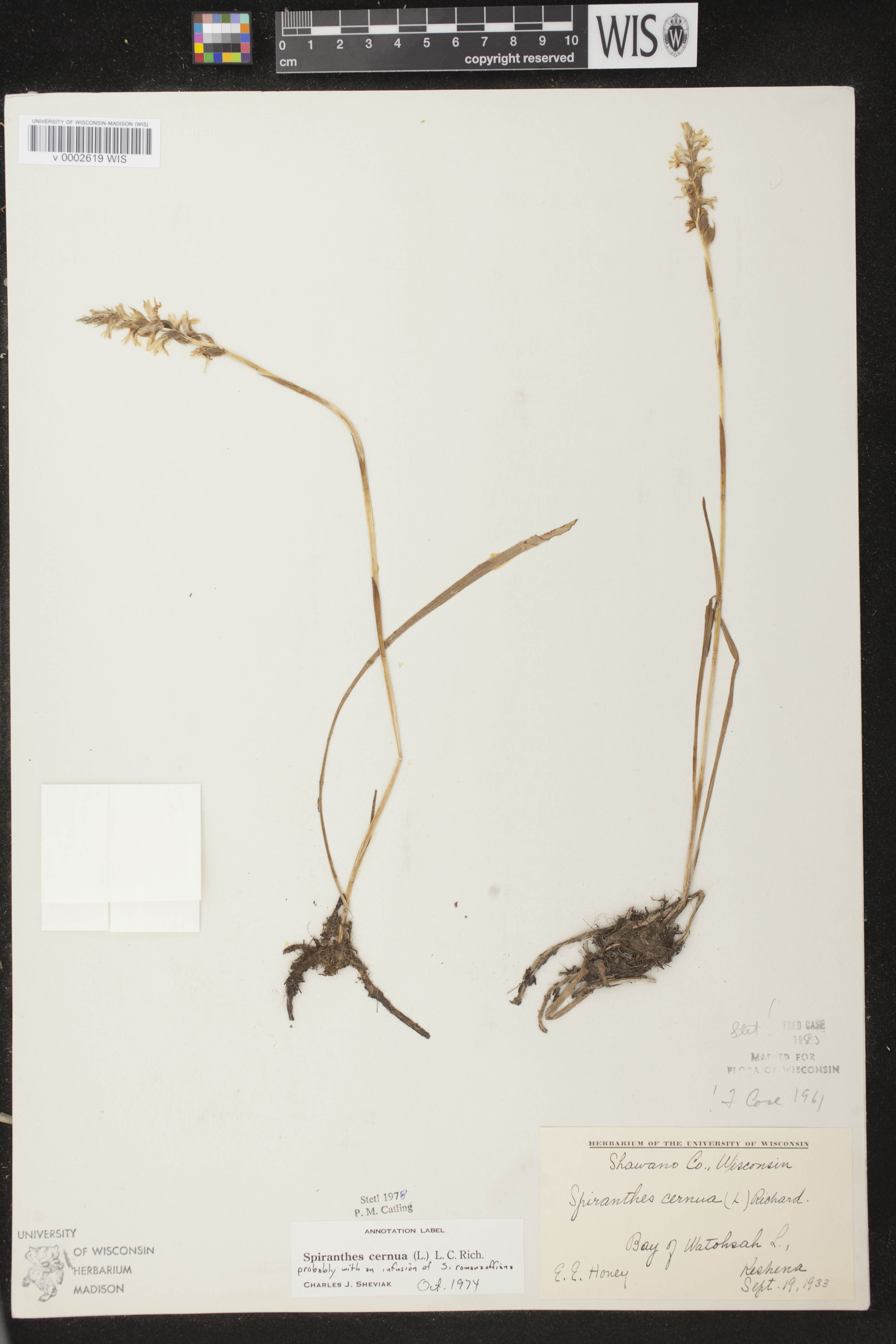 Spiranthes cernua image