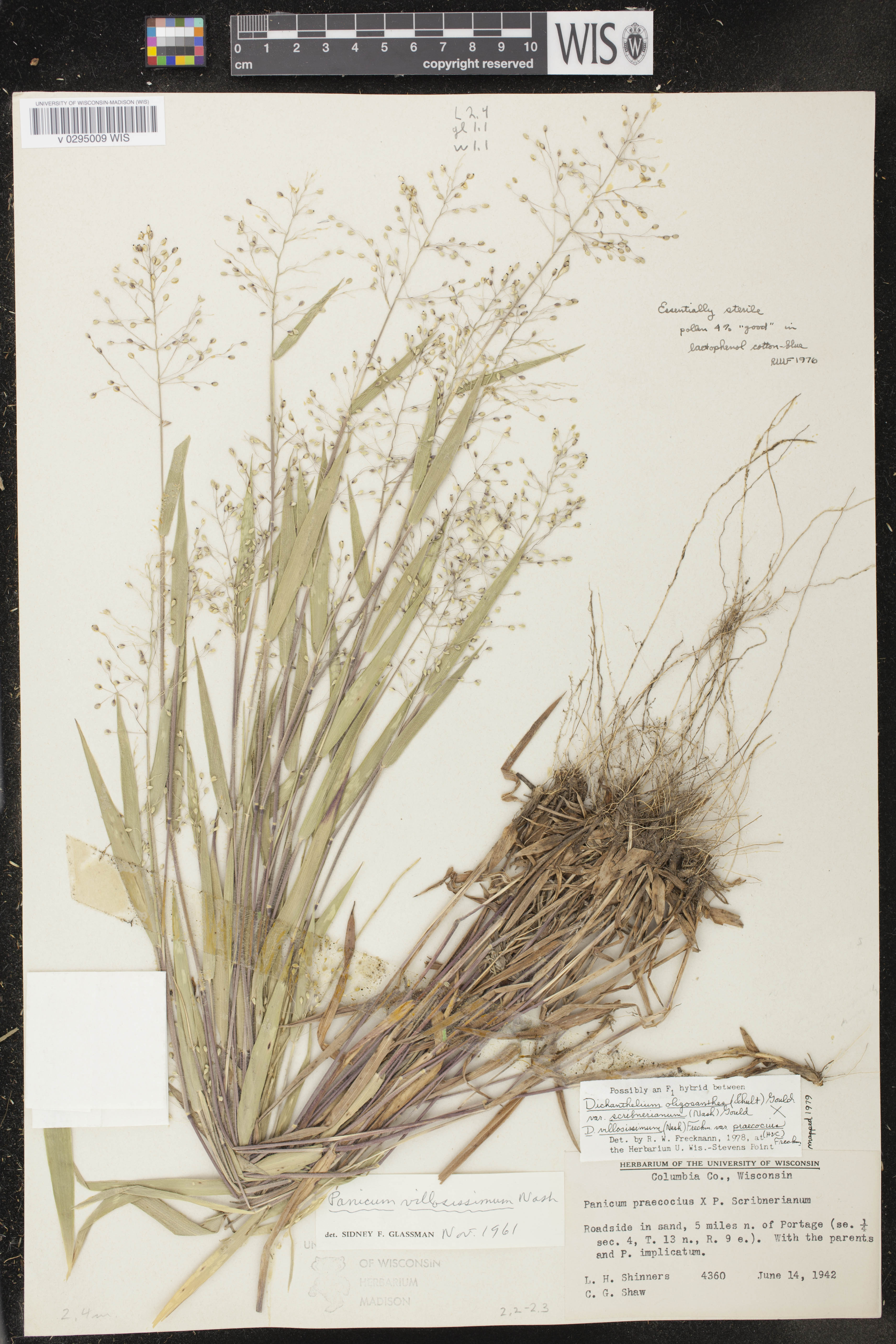 Image of Dichanthelium oligosanthes var. scribnerianum x d. villosissimum var. praecocius