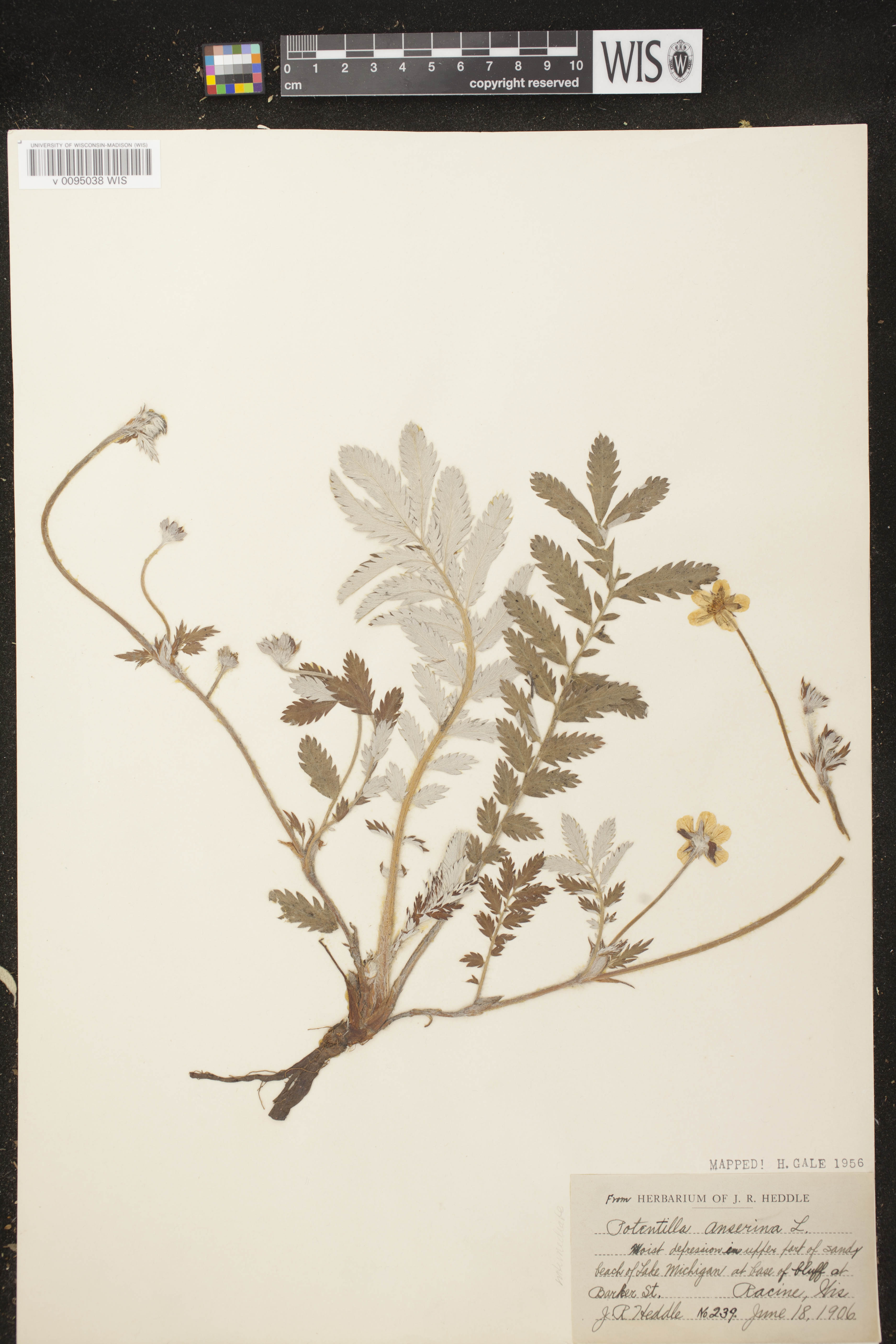 Potentilla anserina subsp. anserina image