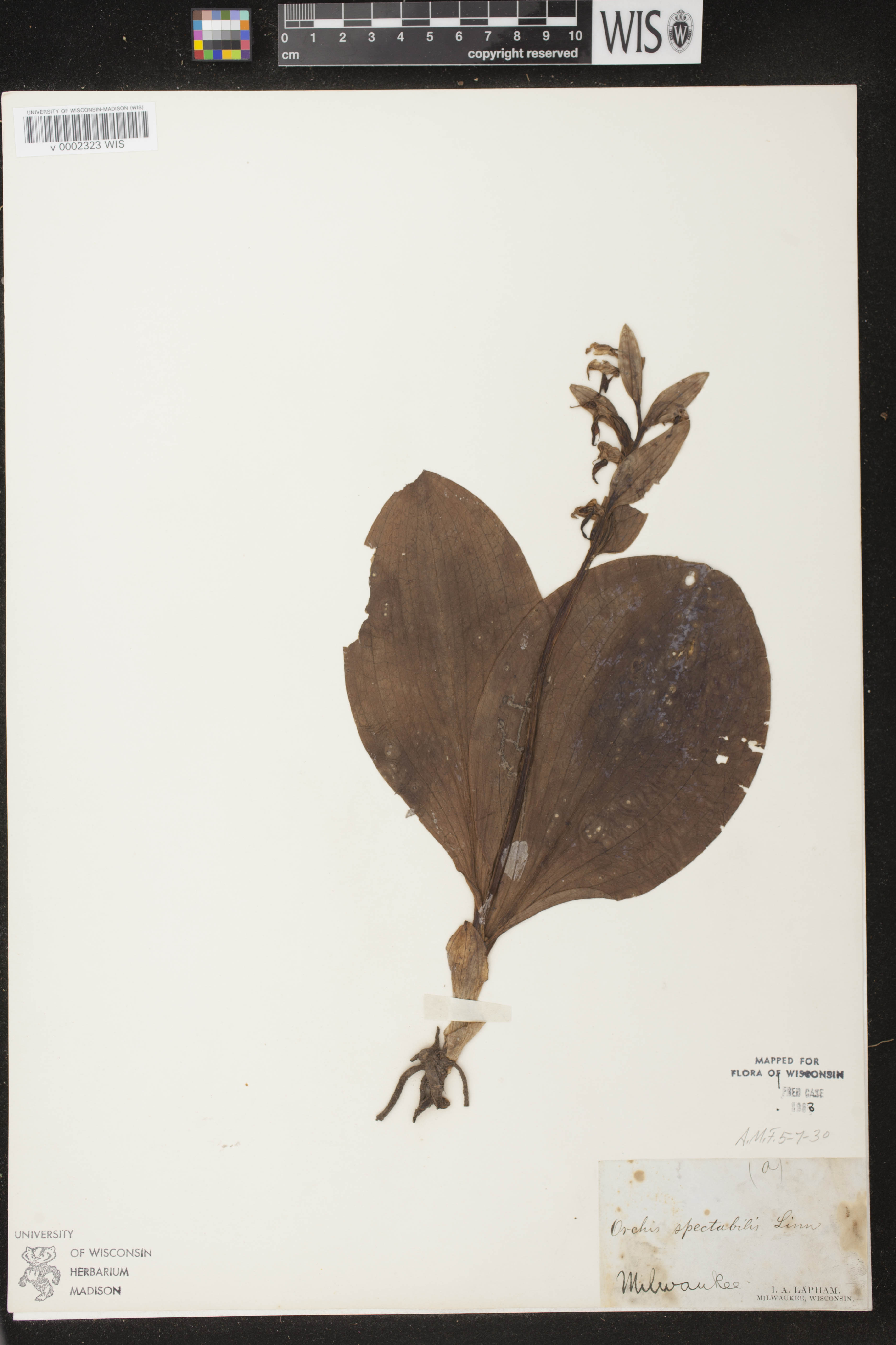 Galearis spectabilis image