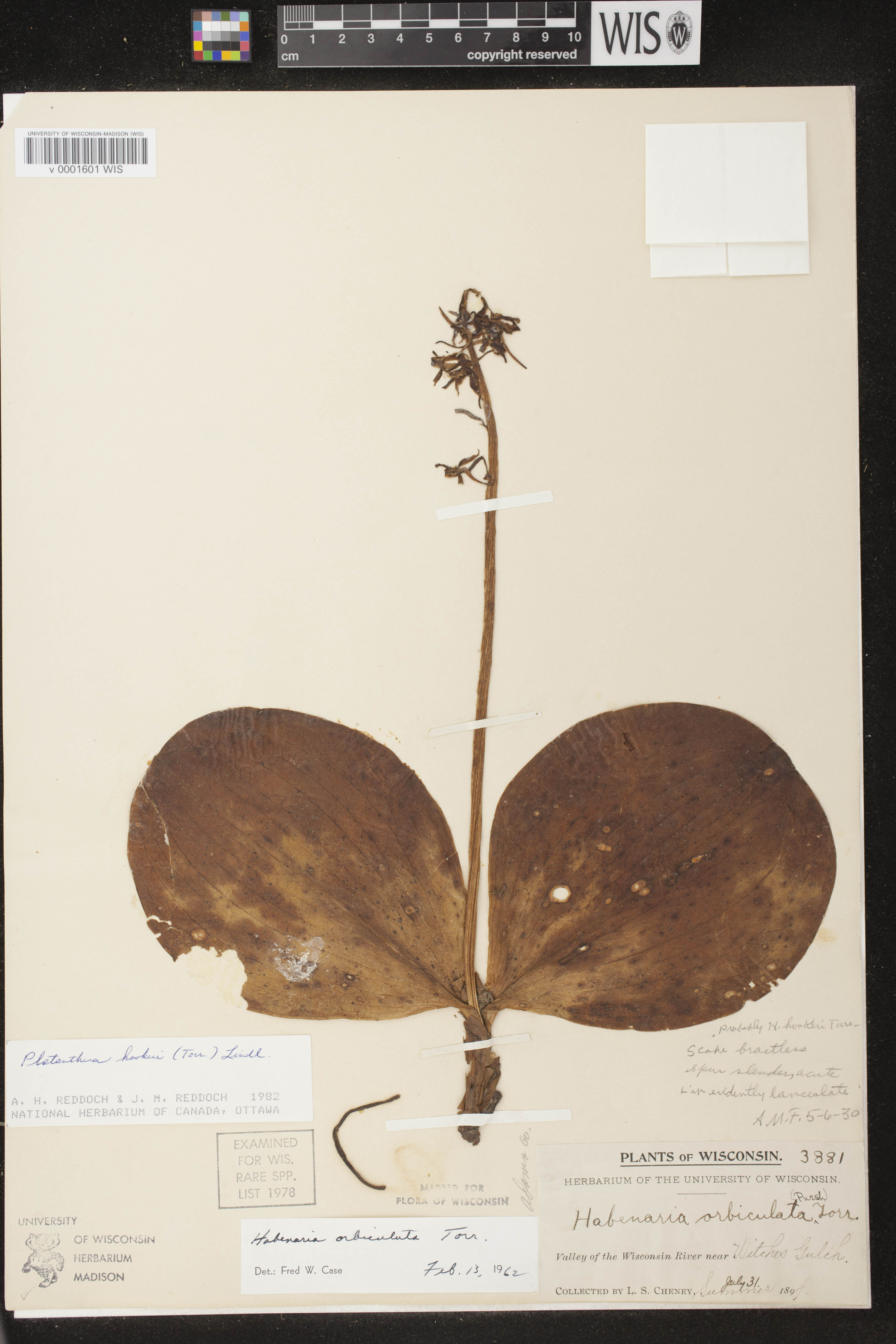 Platanthera hookeri image
