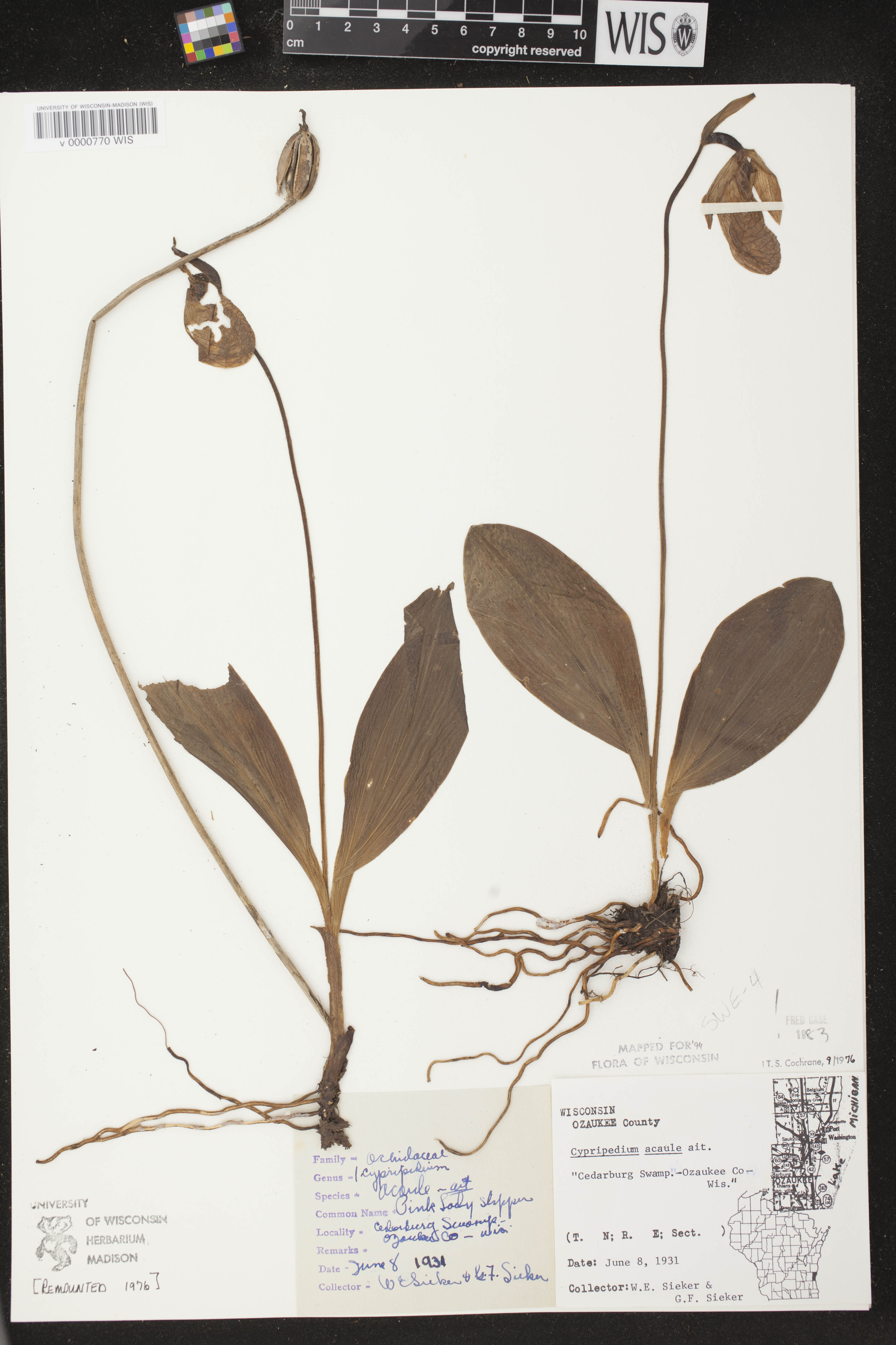 Cypripedium acaule image