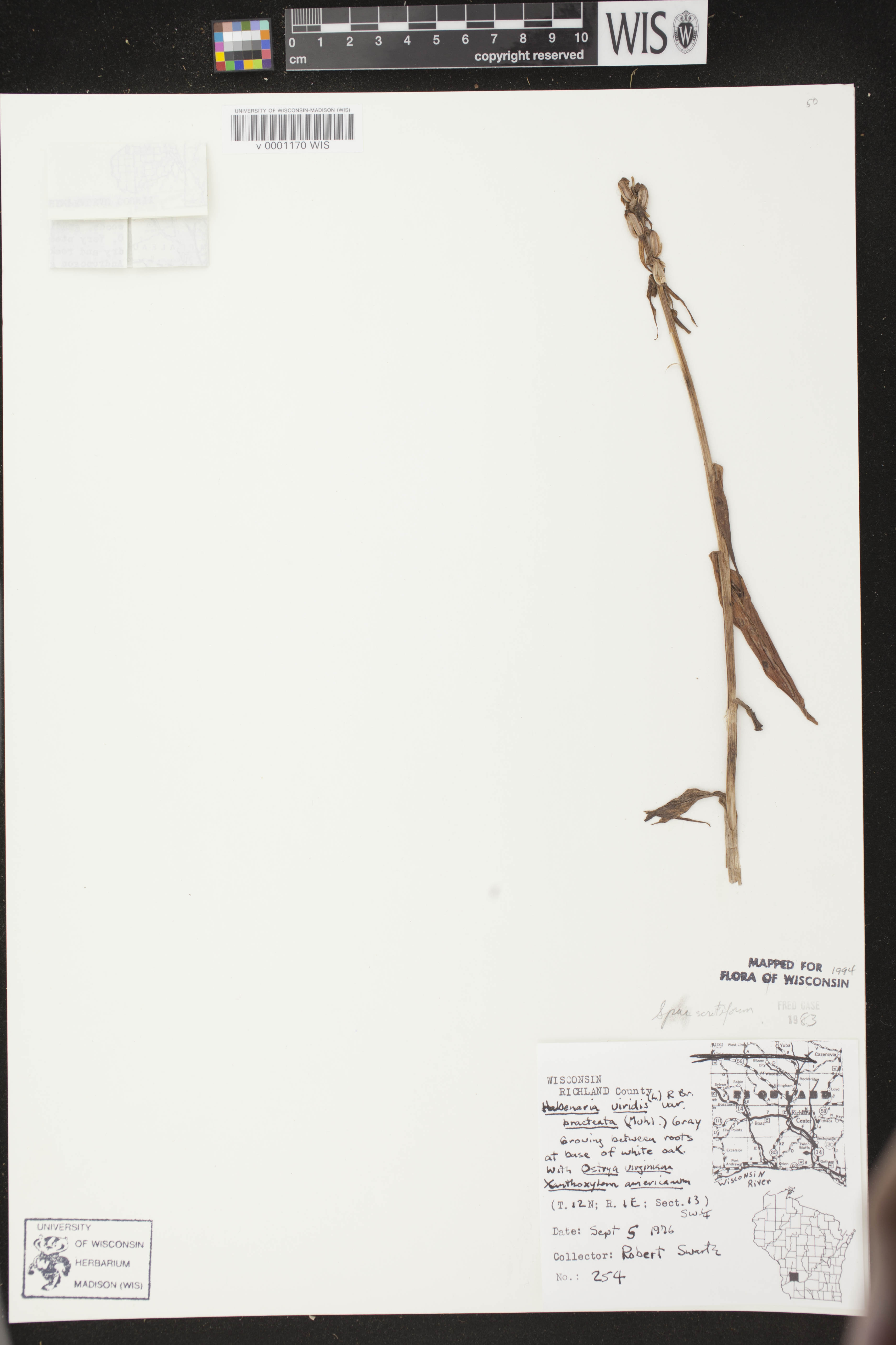 Coeloglossum viride var. virescens image