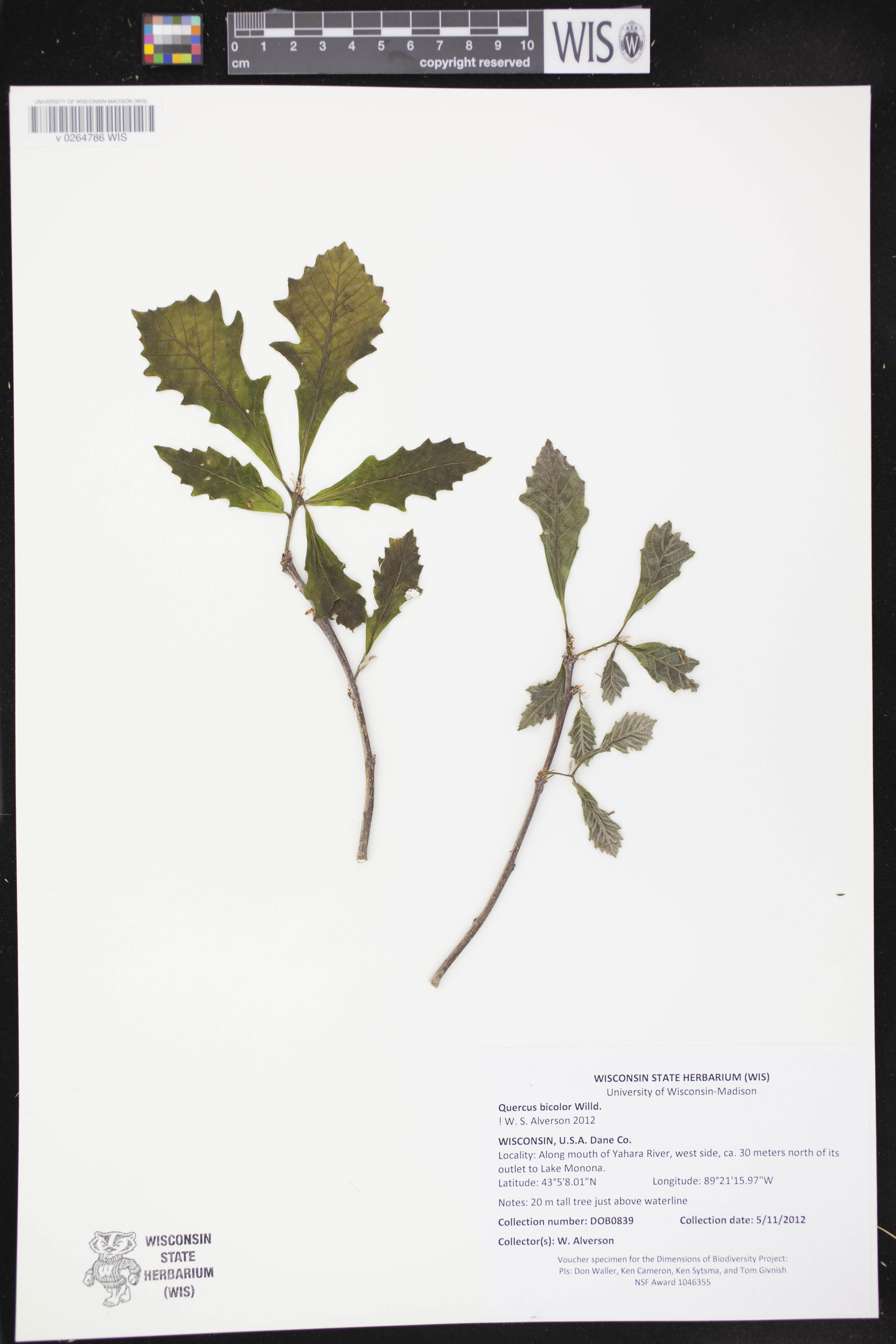 Quercus bicolor image
