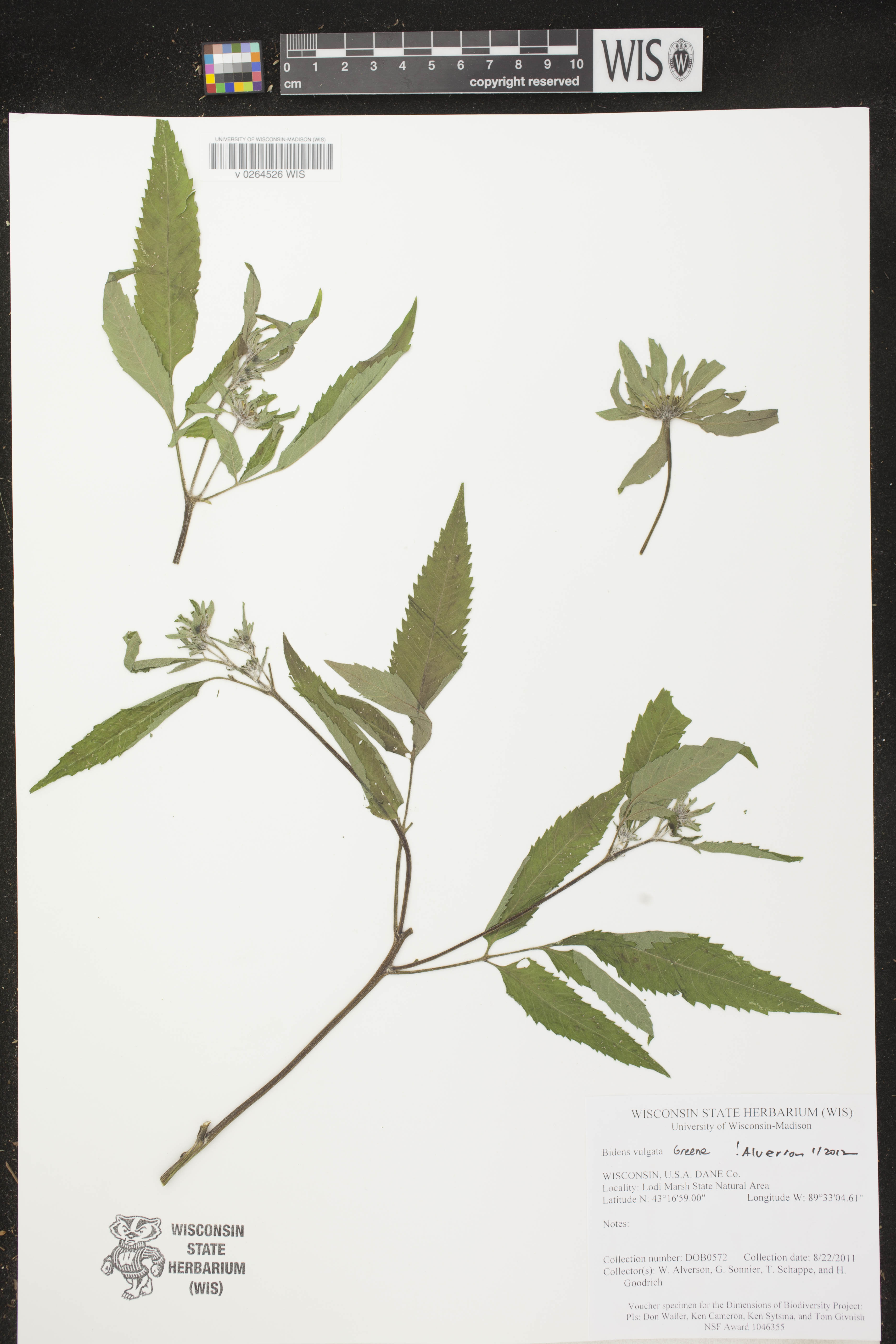 Bidens vulgata image