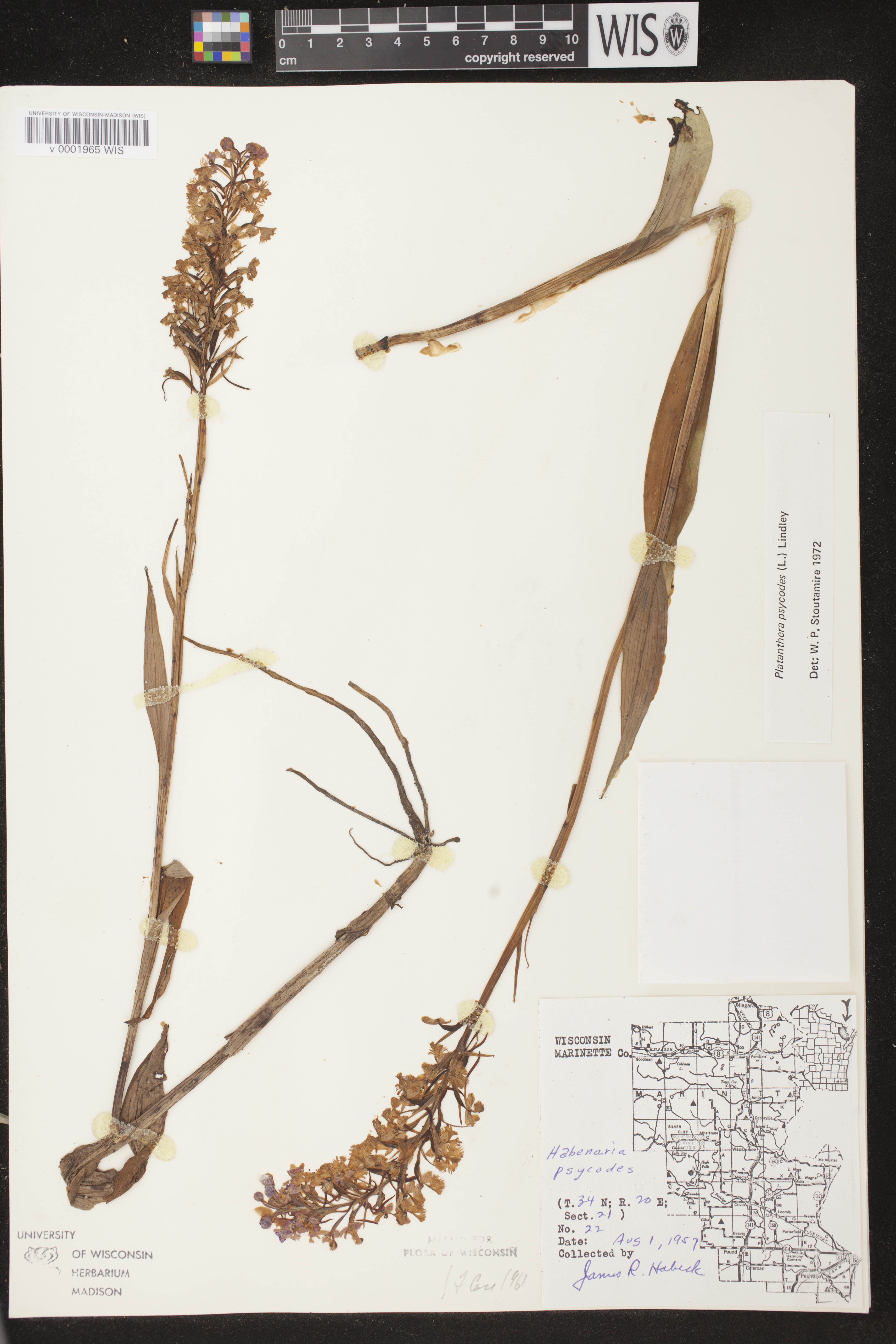 Platanthera psycodes image