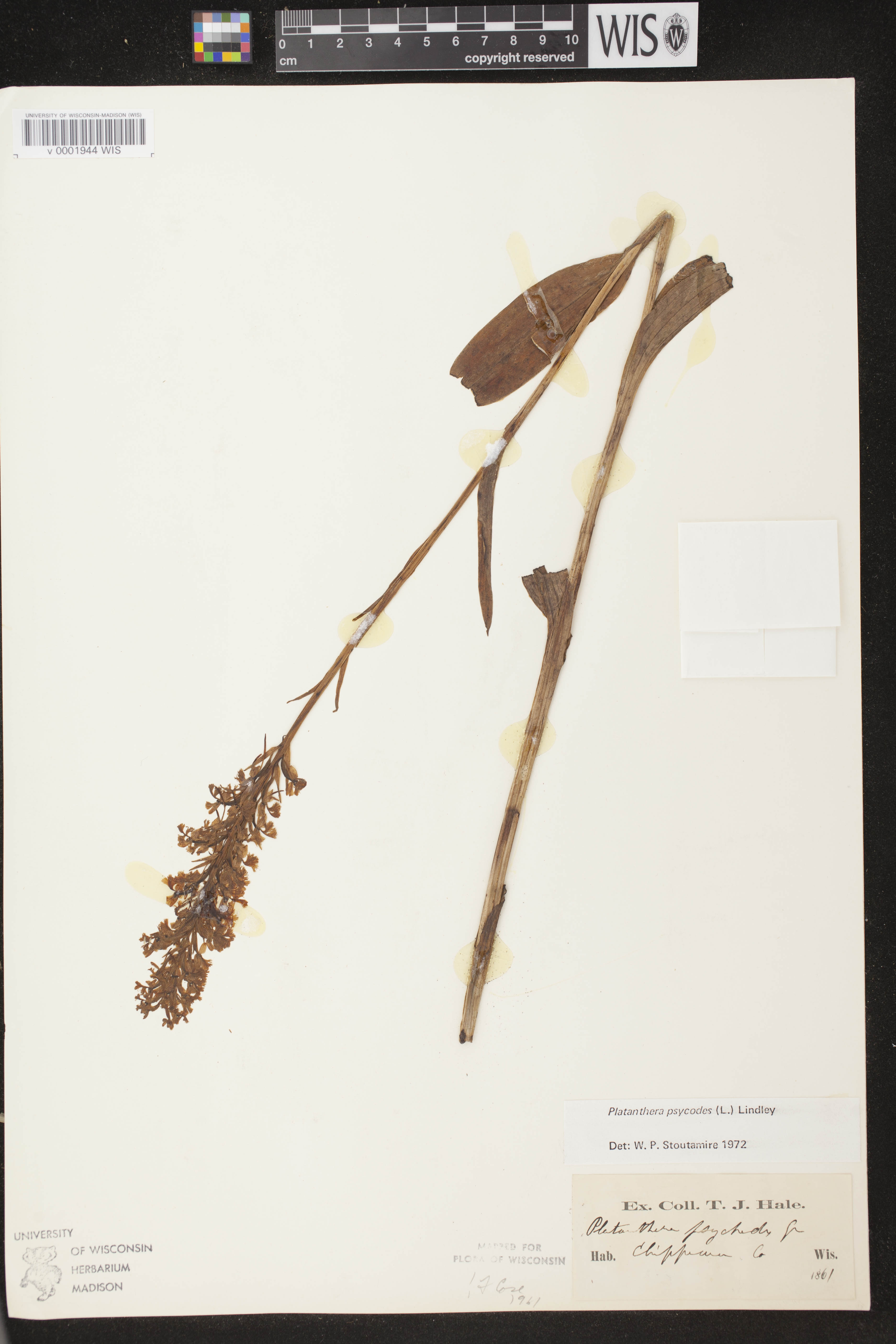 Platanthera psycodes image