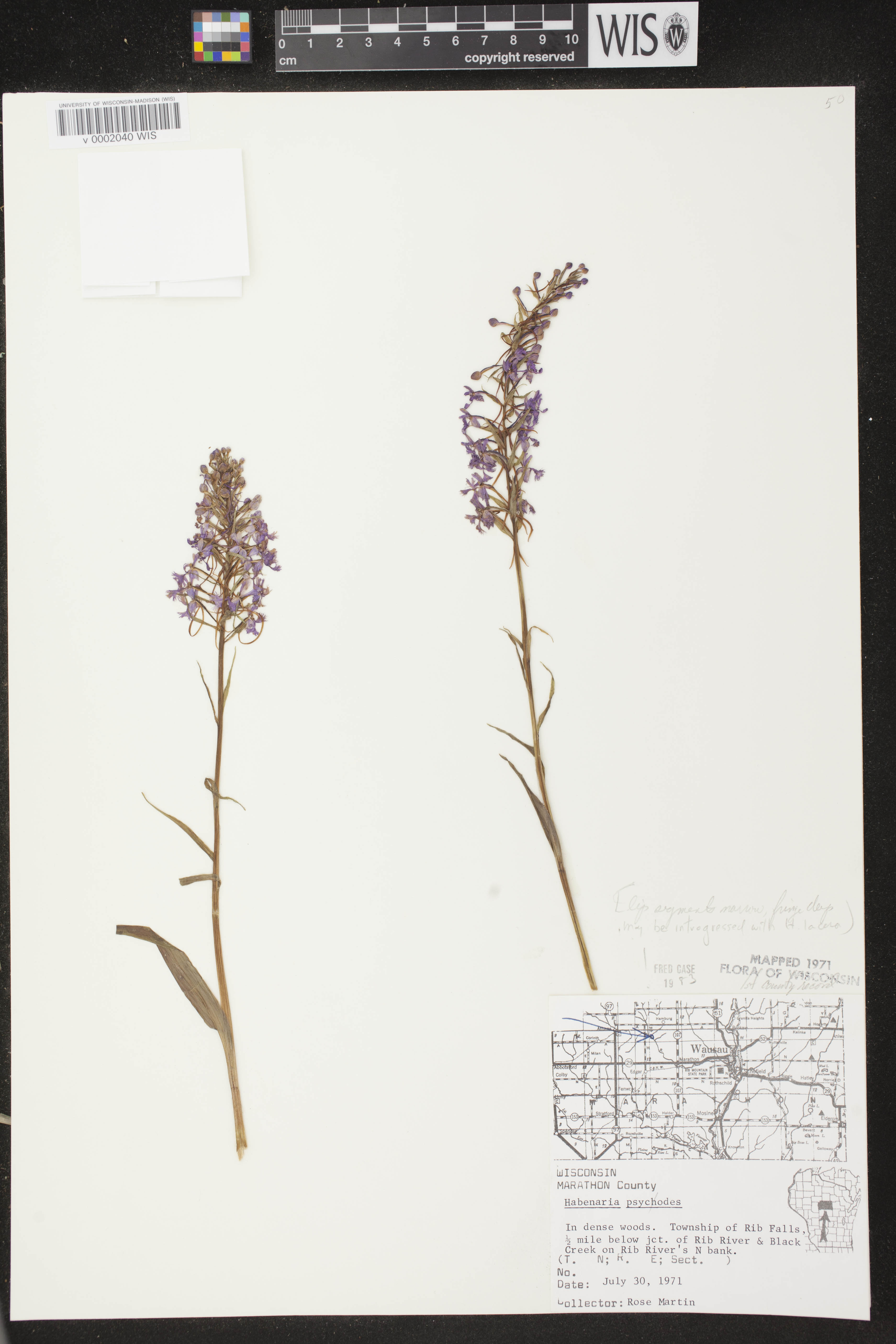 Platanthera psycodes image